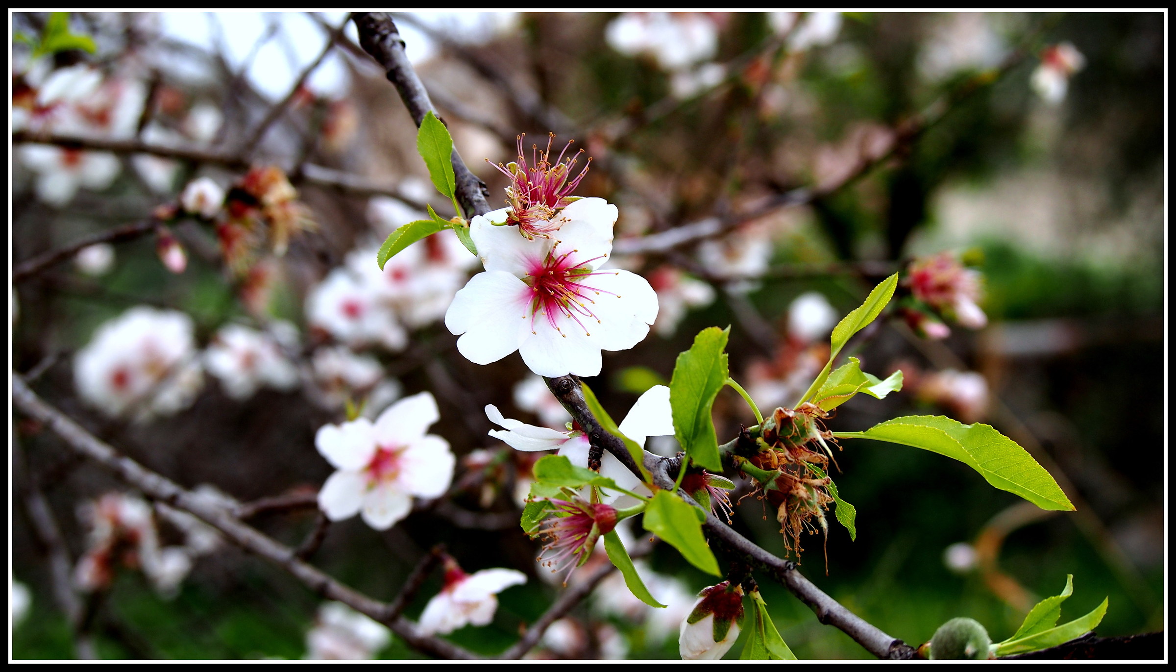 Il Mandorlo In Fiore