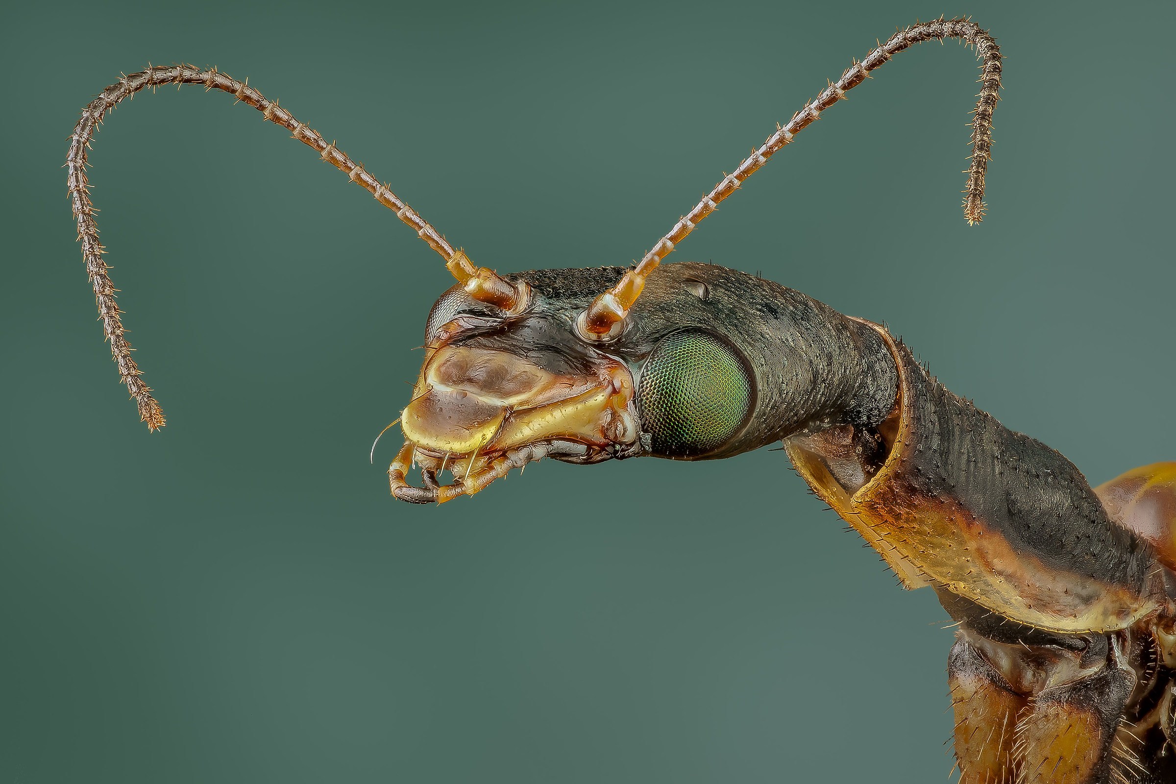 Raphidia mediterranea