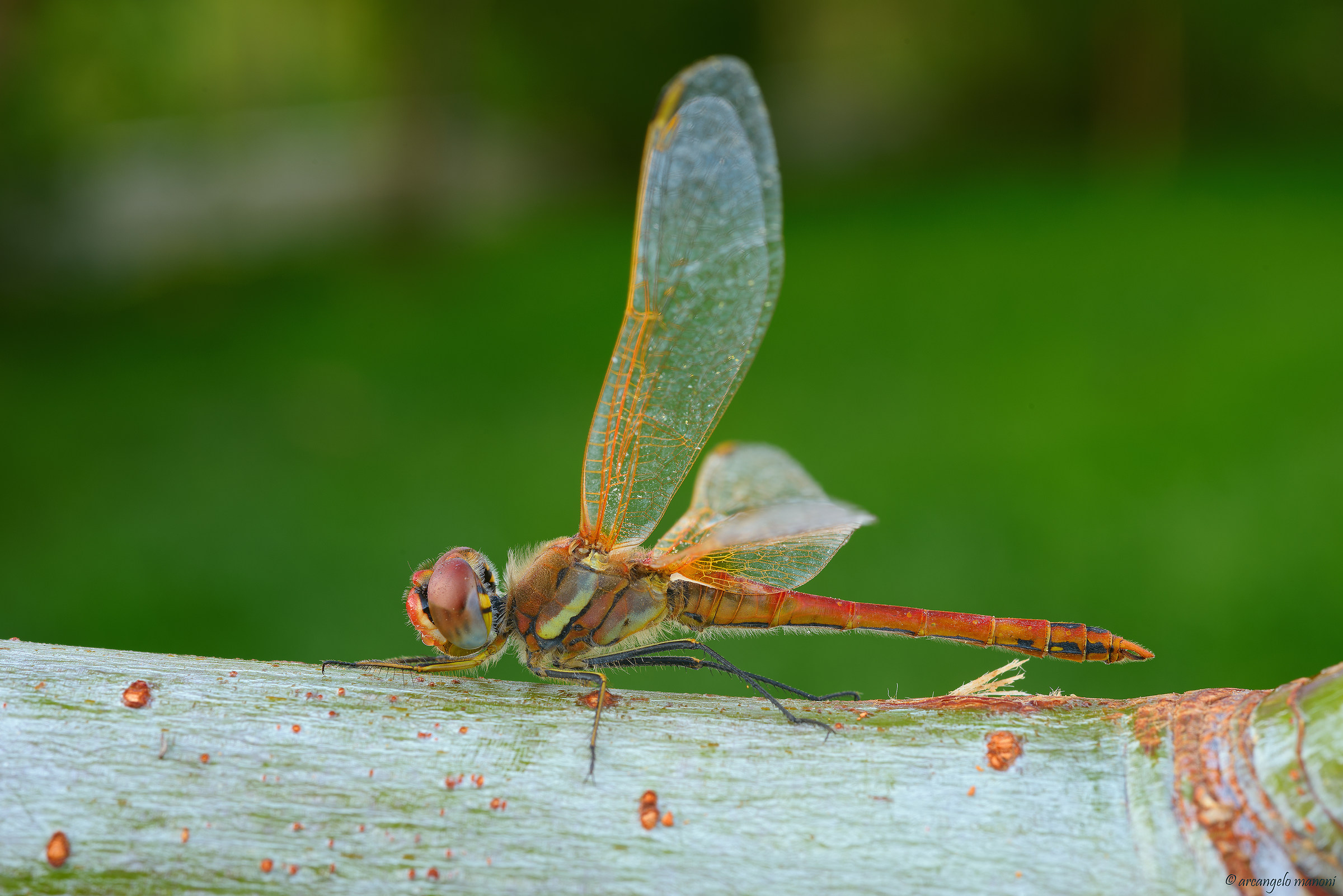 Dragonfly