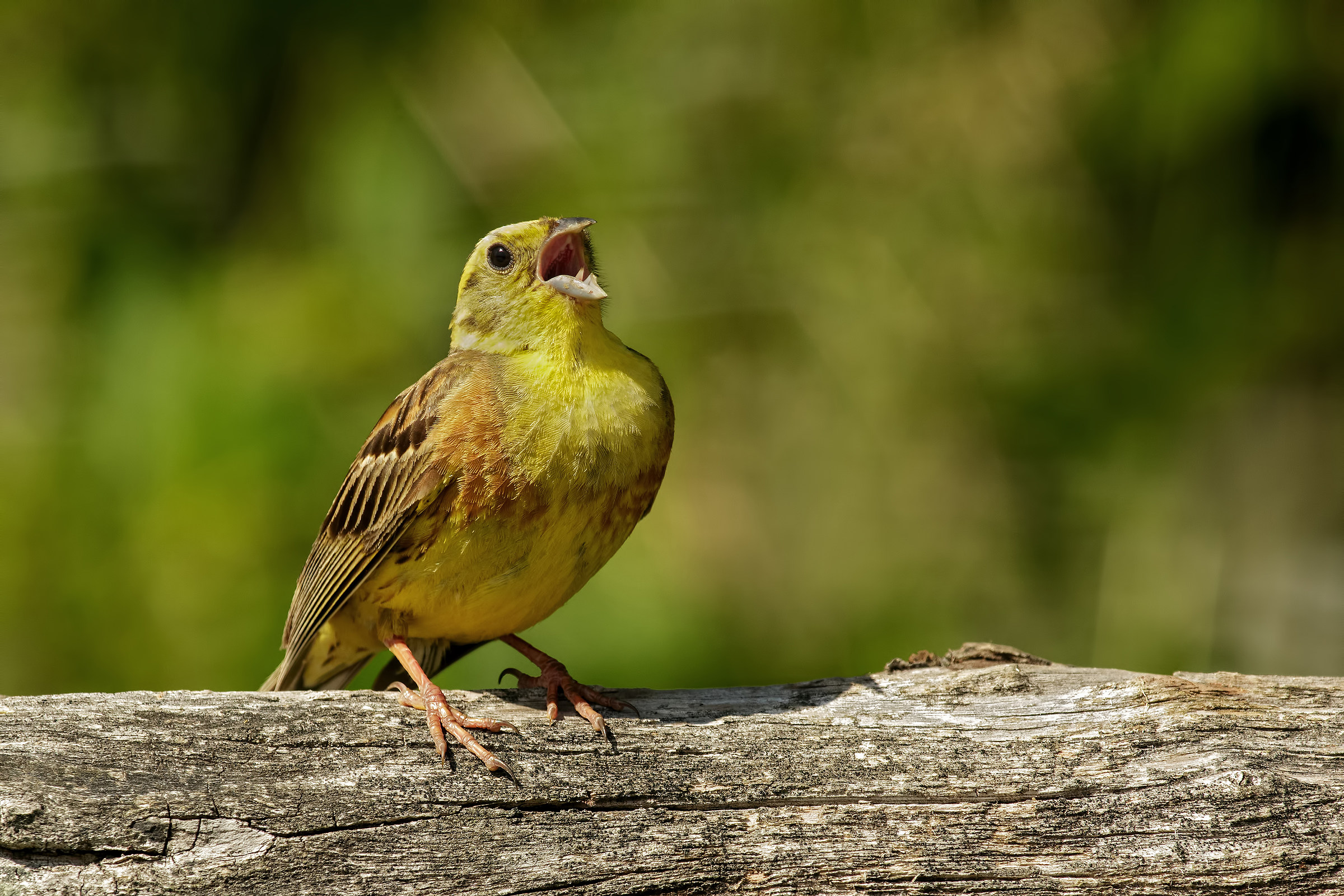 Zigolo giallo in canto