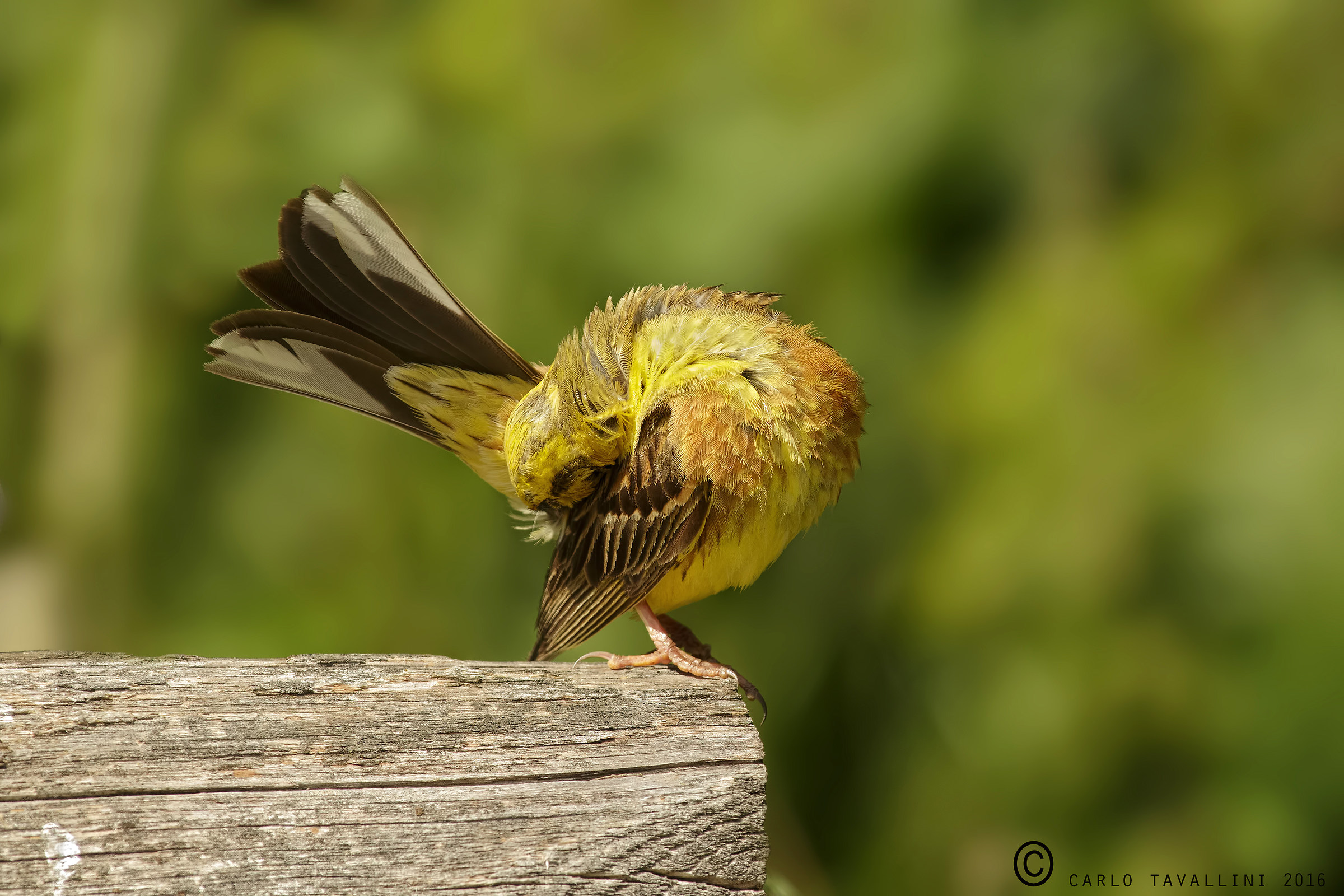 Zigolo giallo in pulizie mattutine