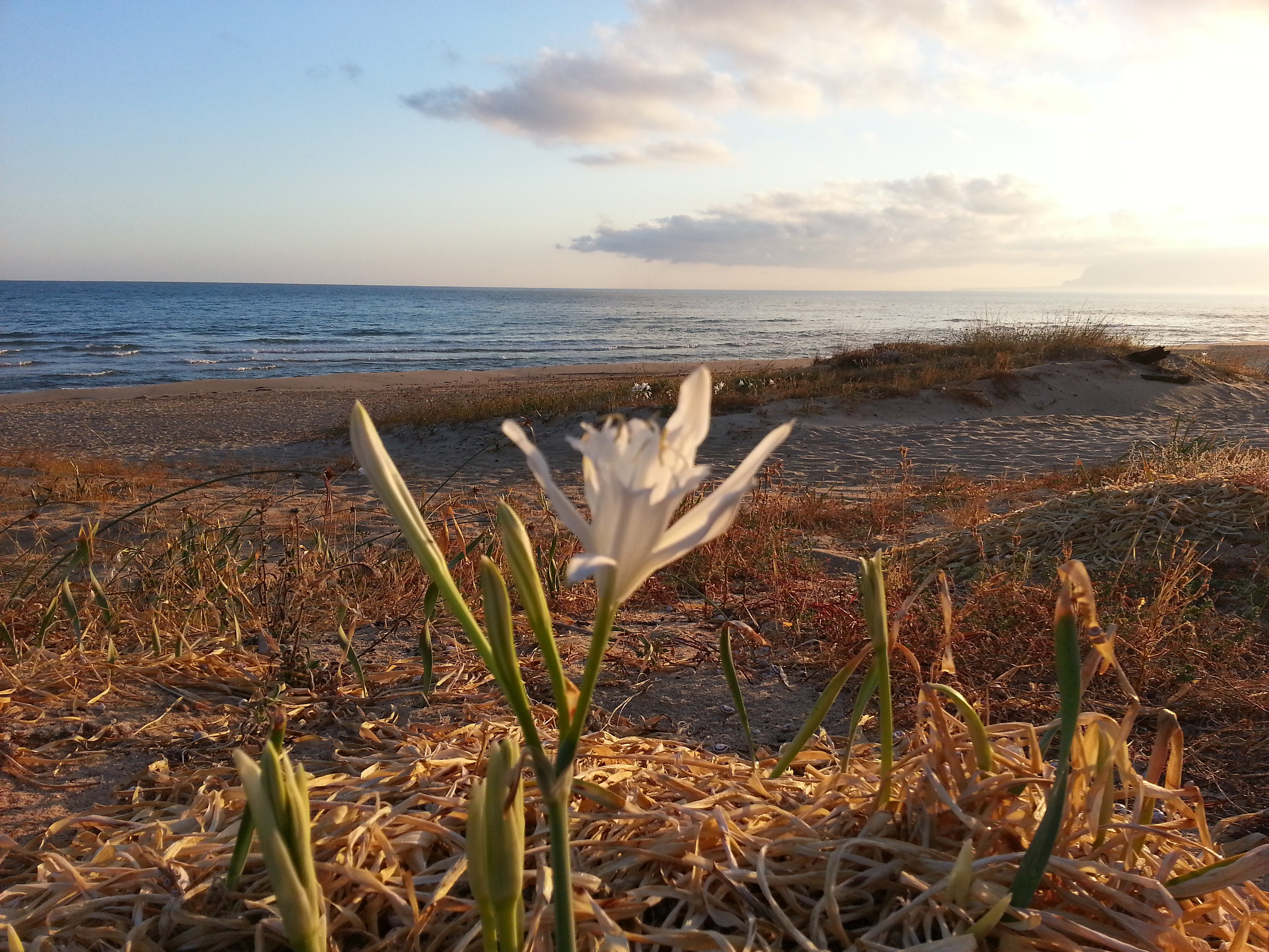 The purity of the lily
