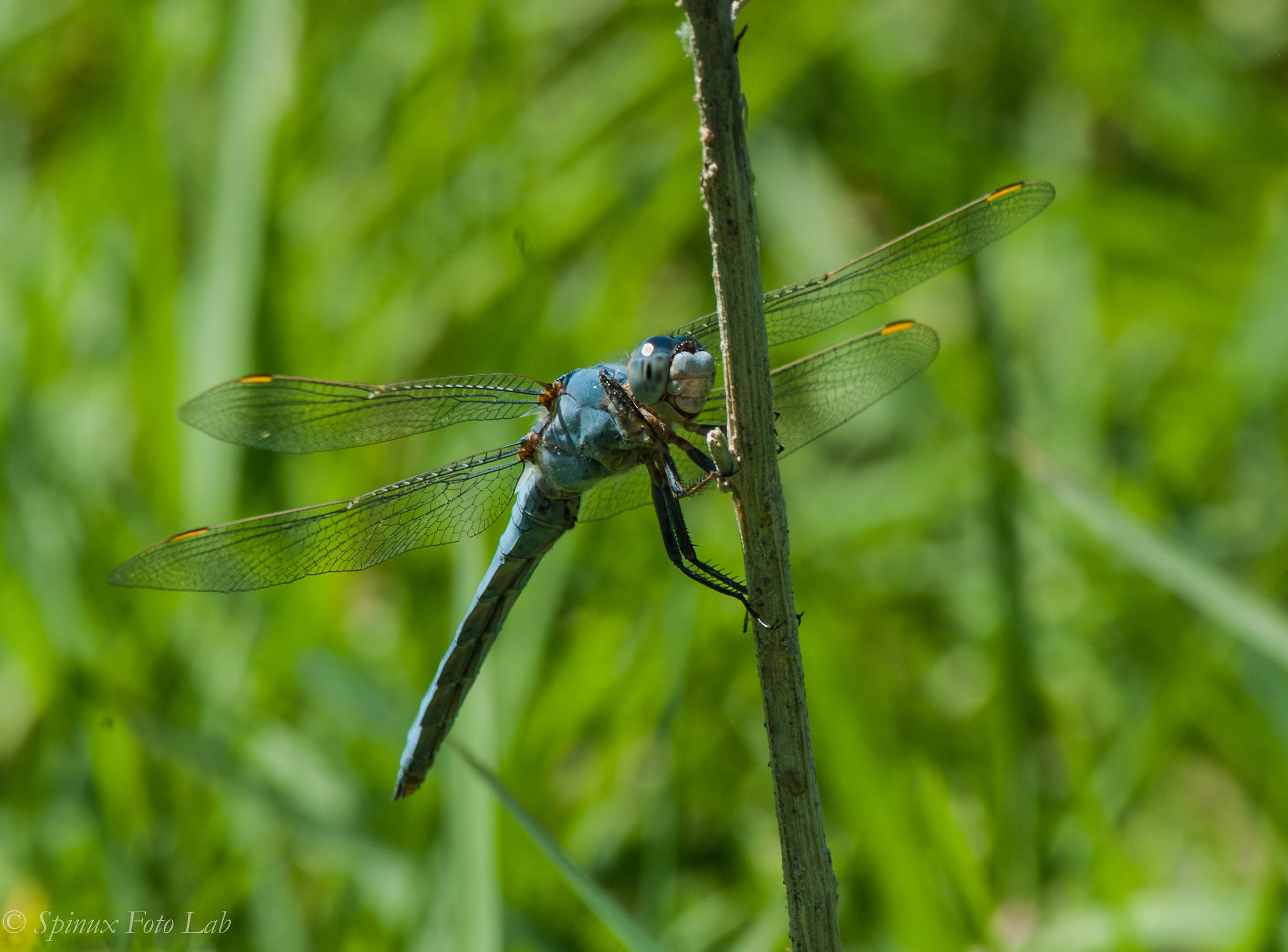 Dragon fly