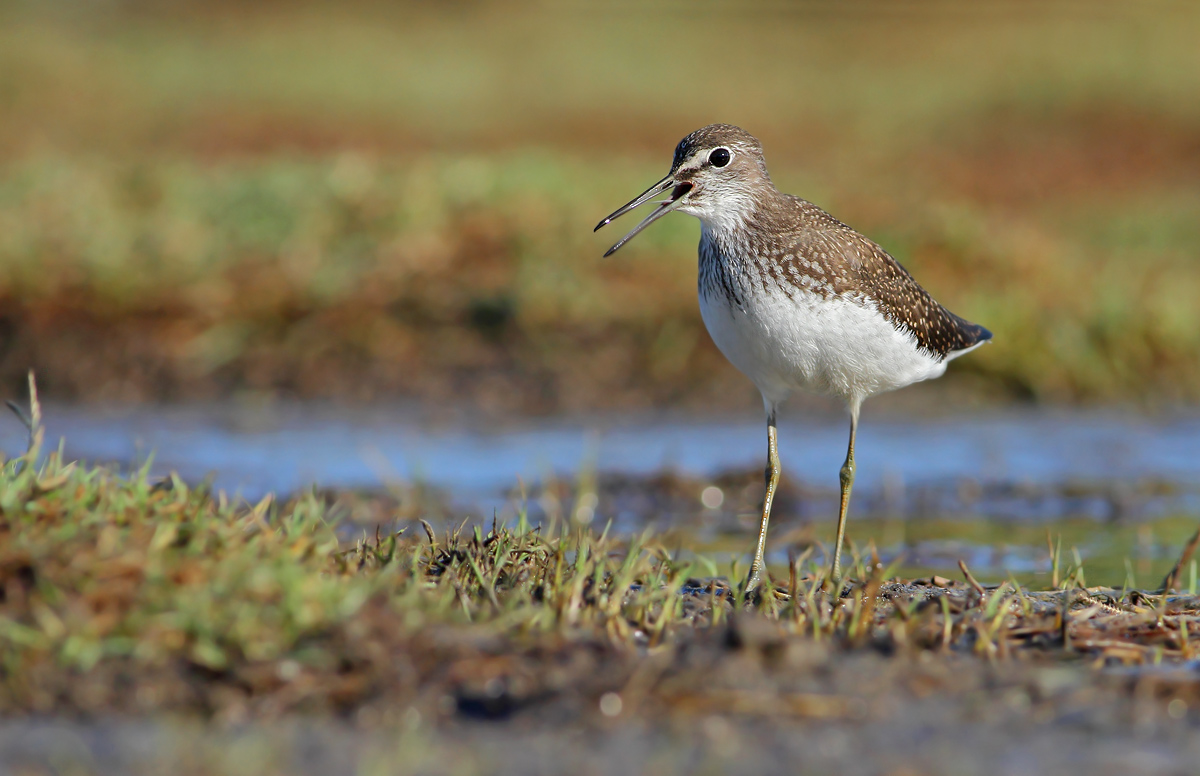 Green Sandpiper