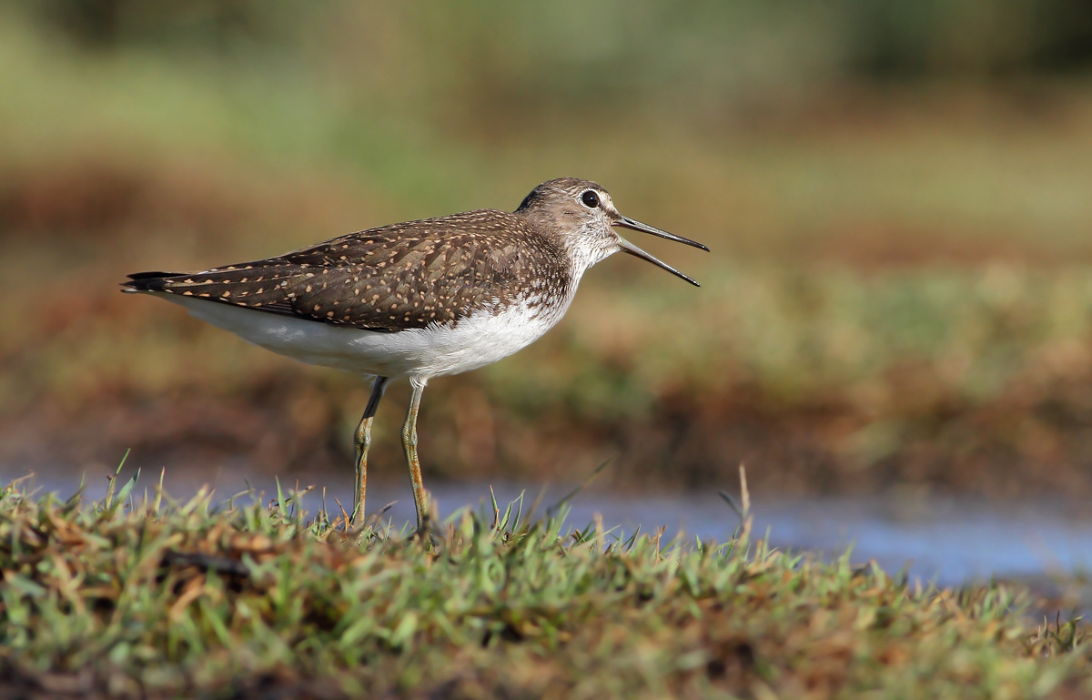 Green Sandpiper