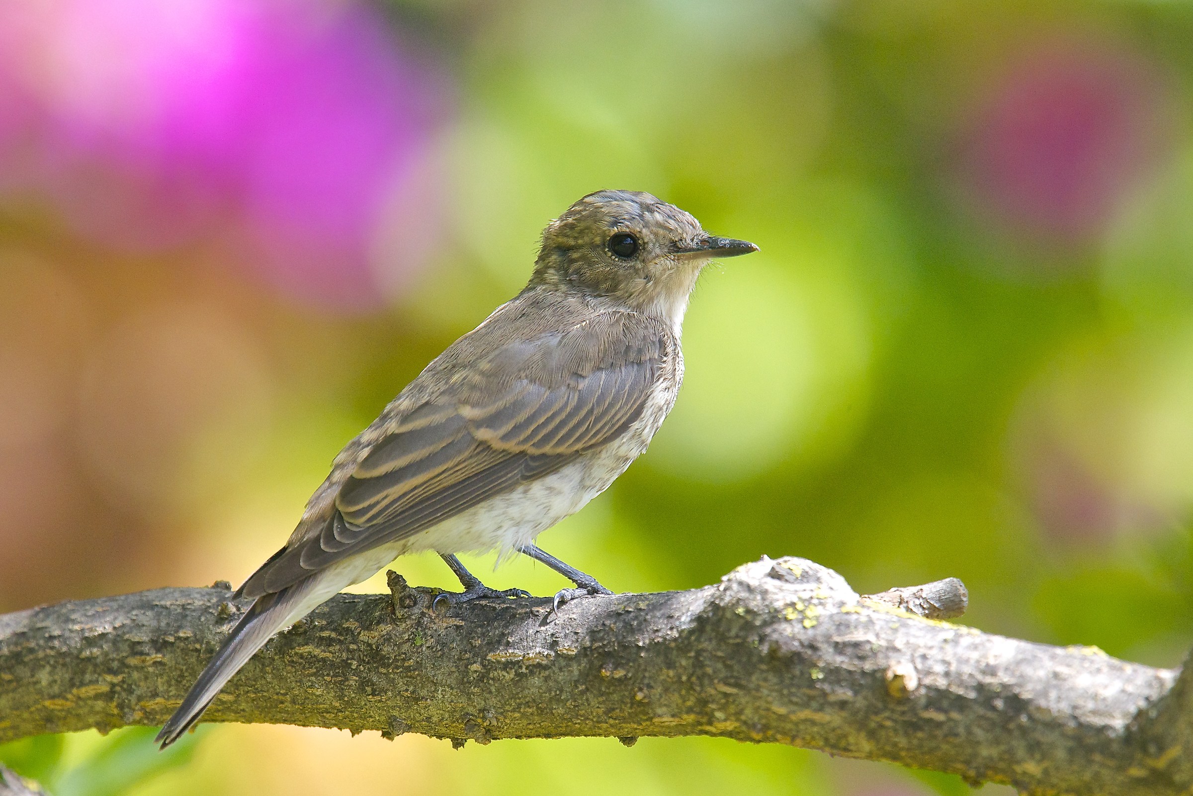 Giovane pigliamosche