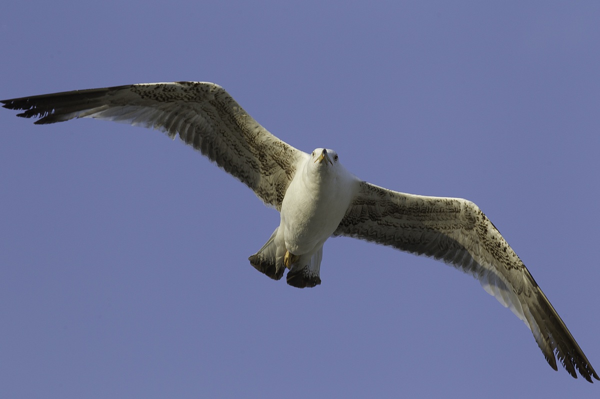 giovane gabbiano in volo