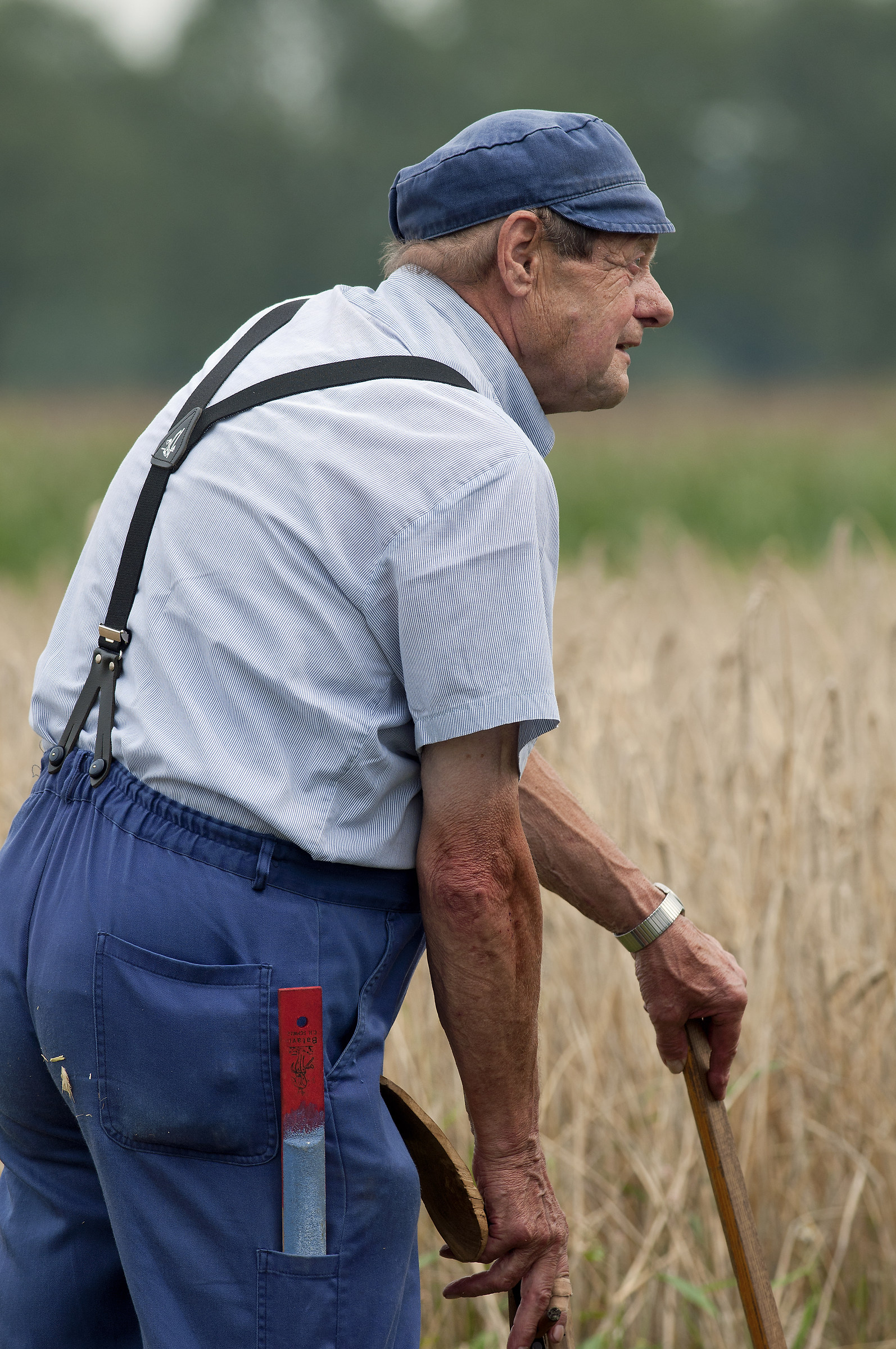 falciatura del grano