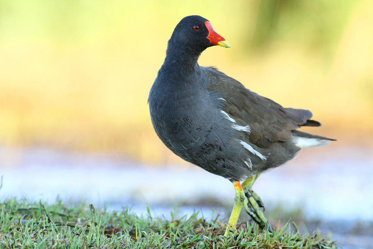 Moorhen