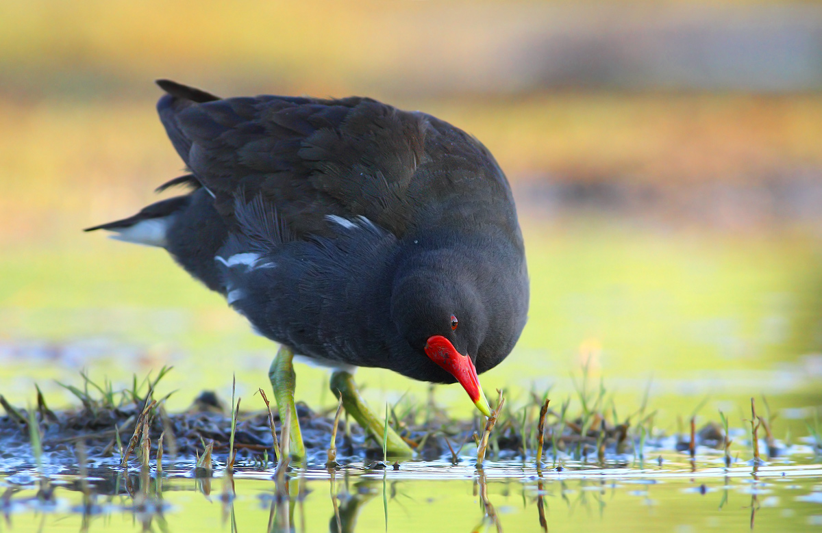 Moorhen