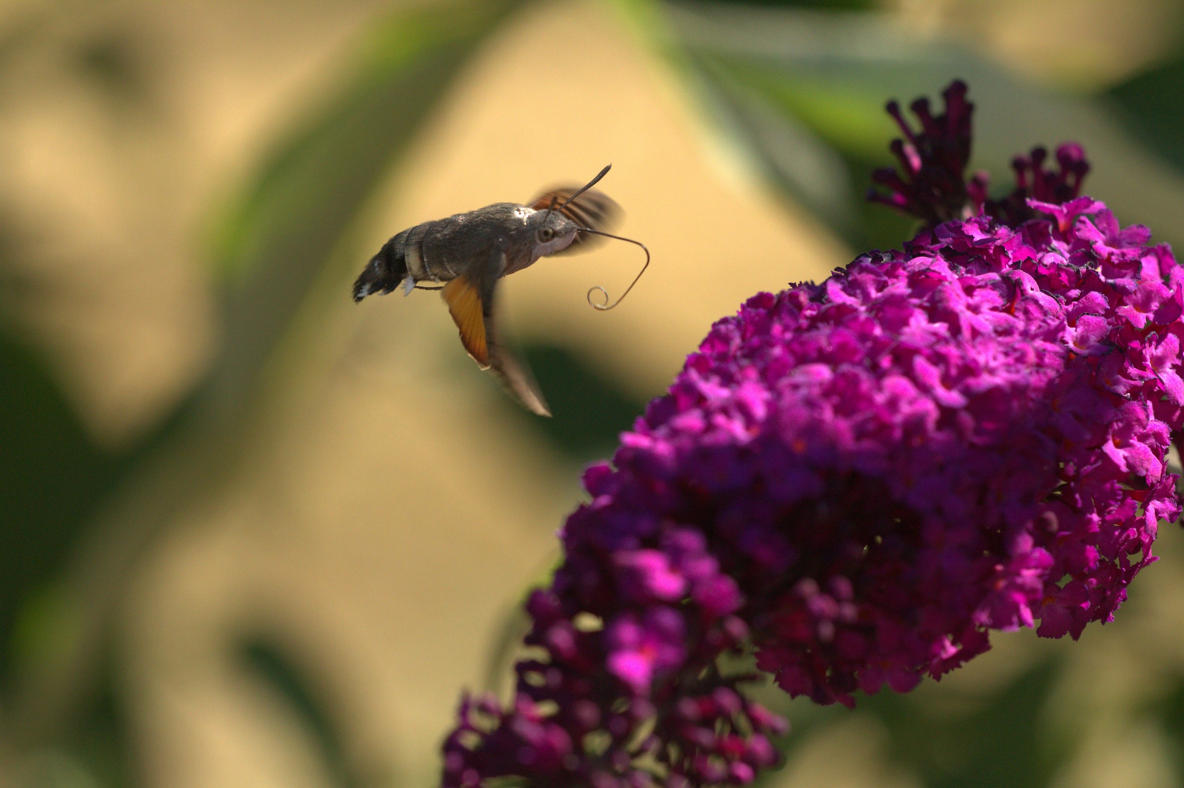 hummingbird hawk-moth