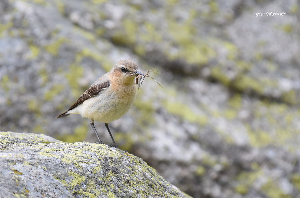 Culbianco.. femmina con preda...
