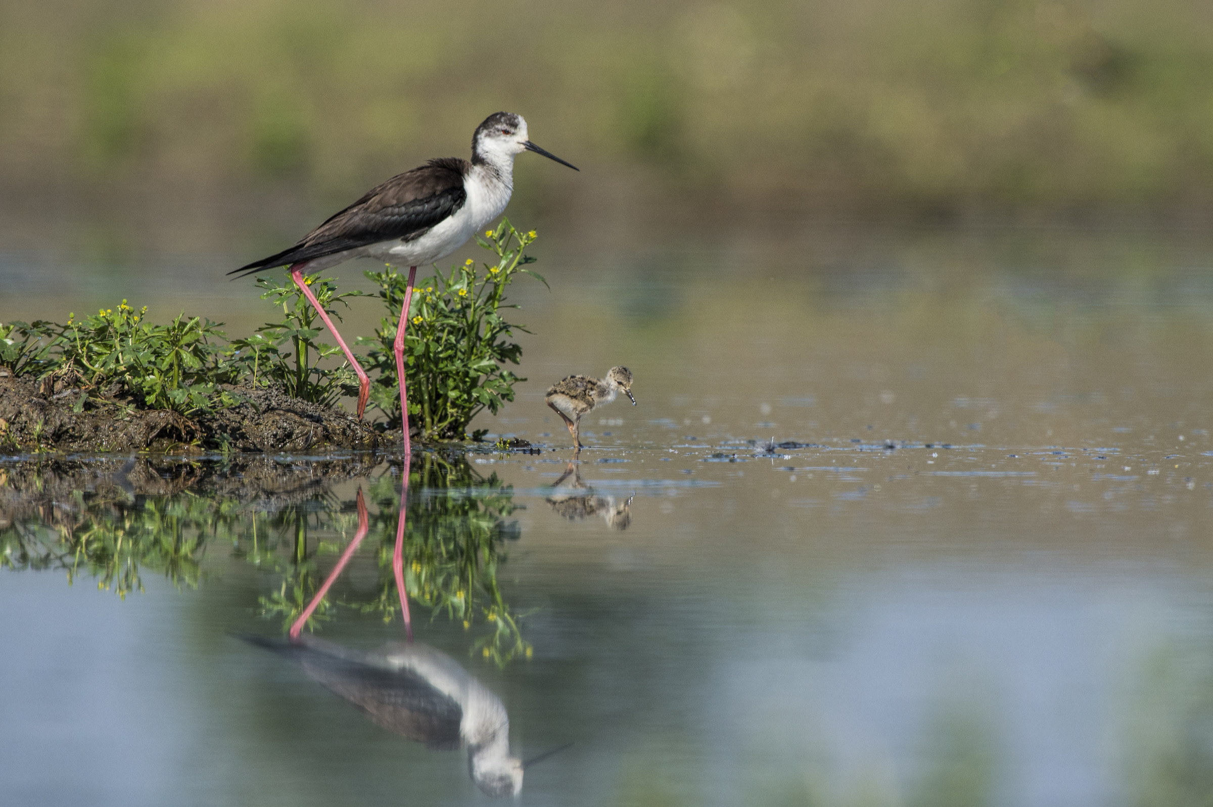 Sotto gli occhi di mamma