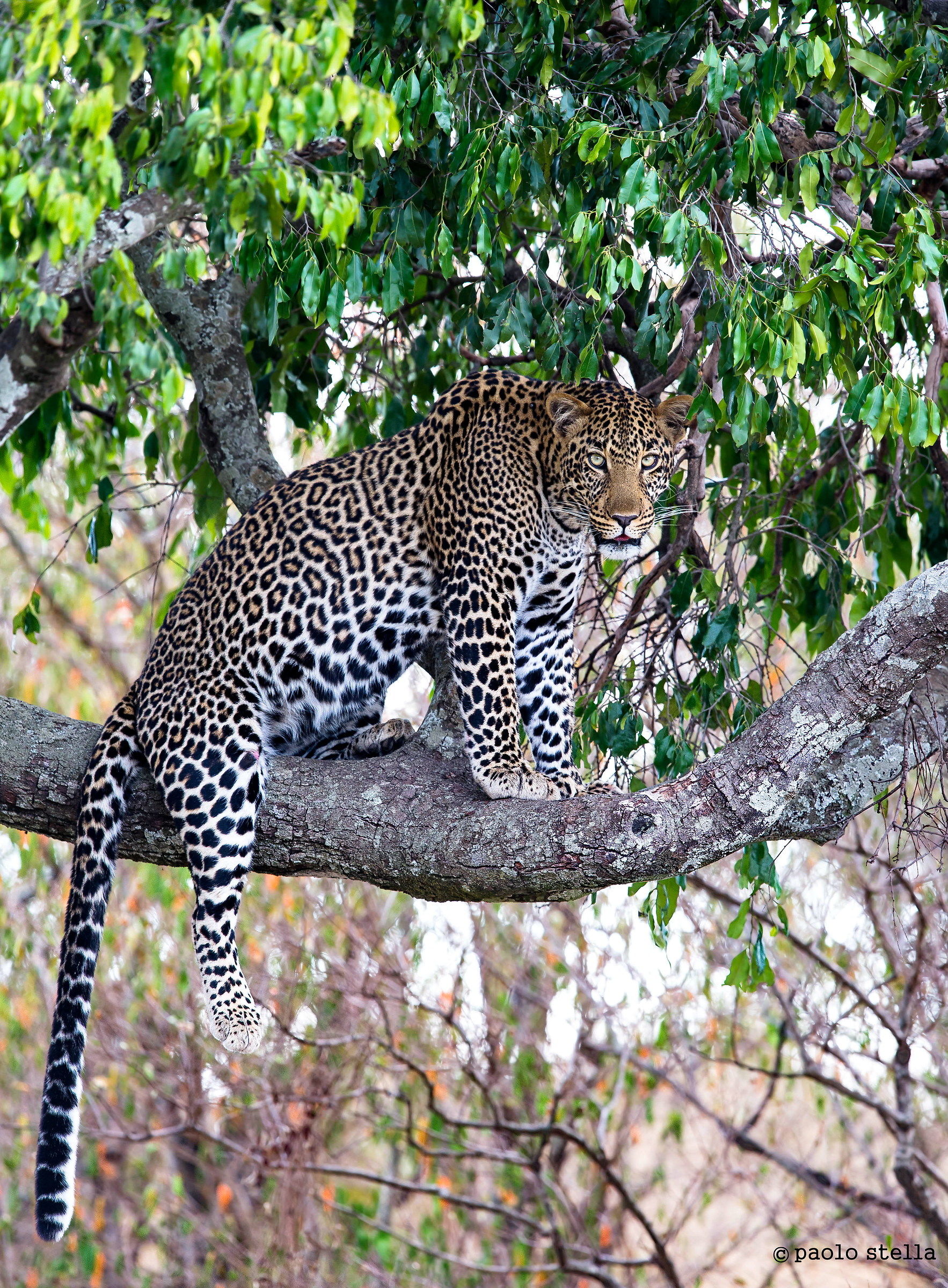 male leopard on a branch