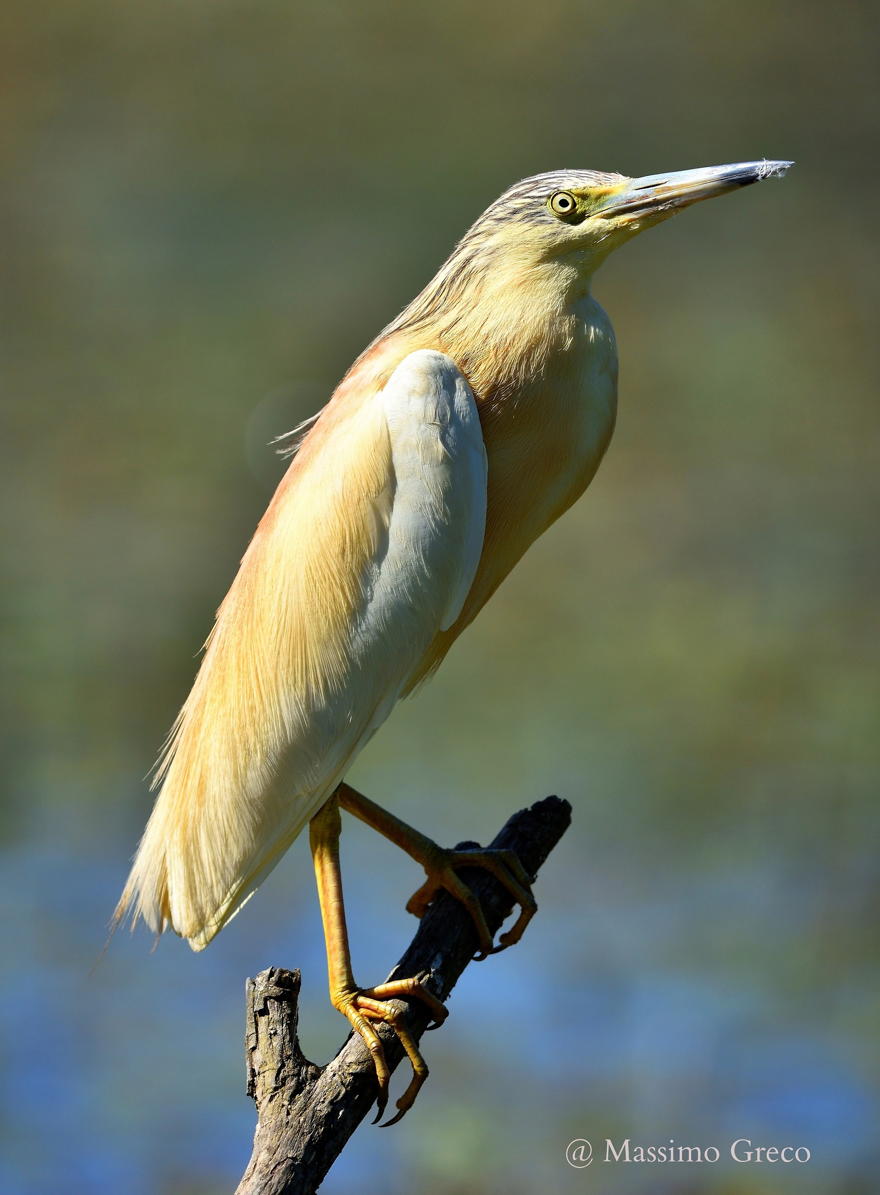 Sgarza ciuffetto (Ardeola ralloides)
