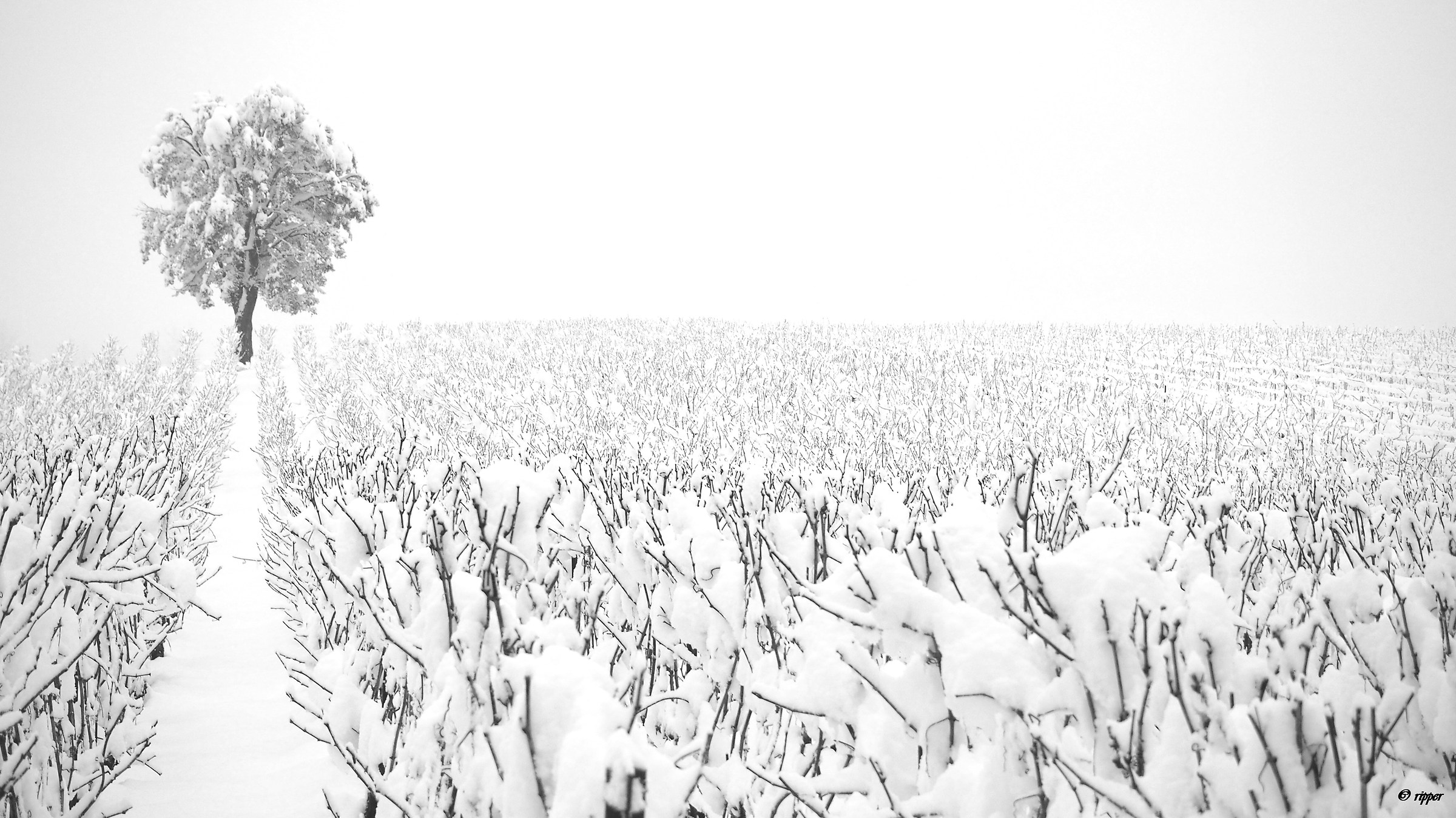 sotto la neve, non solo pane