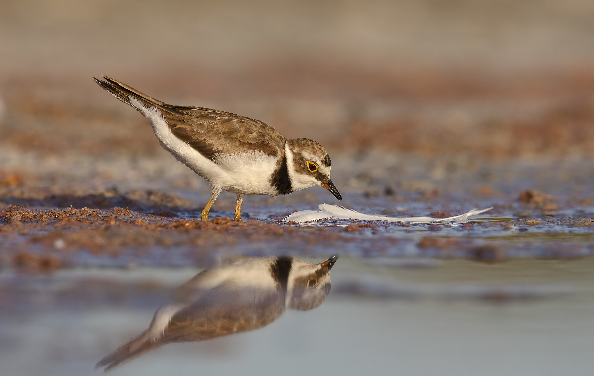 doppio Corriere Piccolo