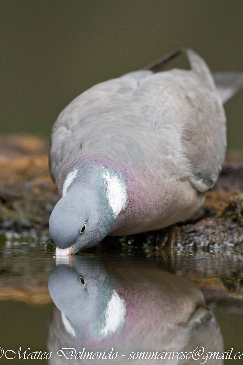 Woodpigeon