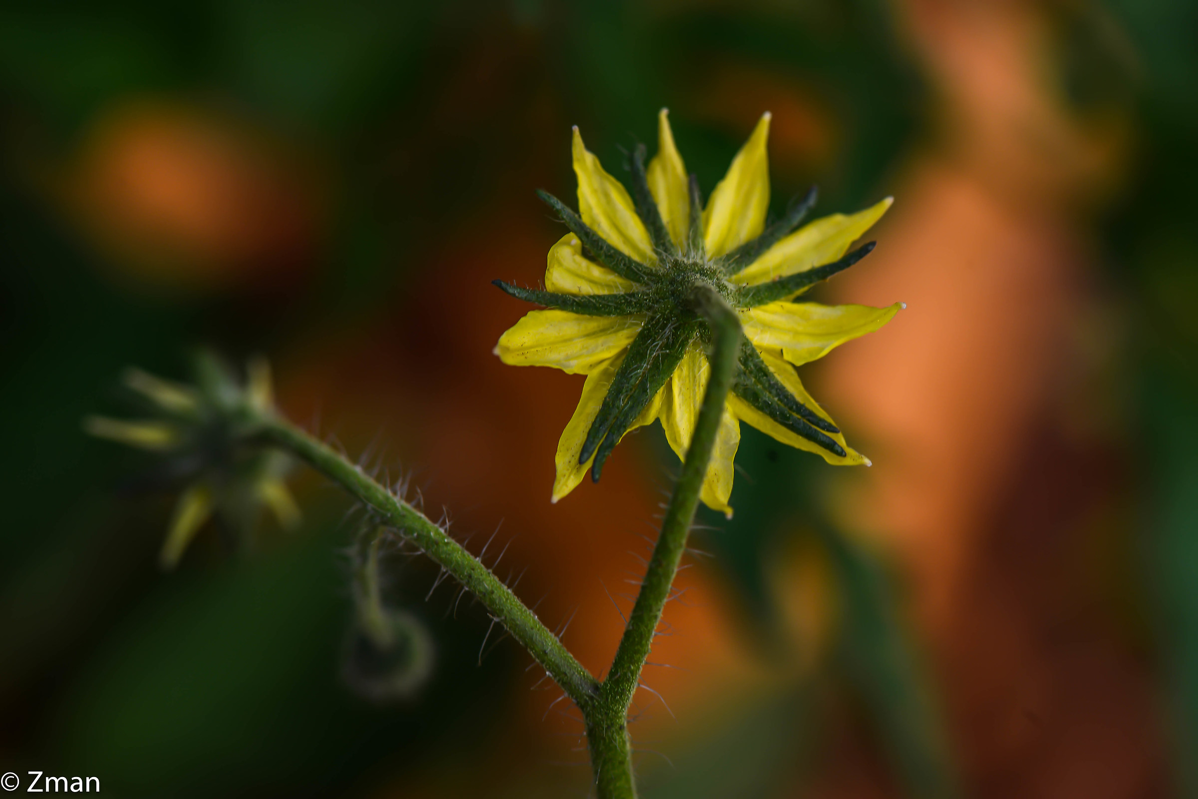 Tomato Flower