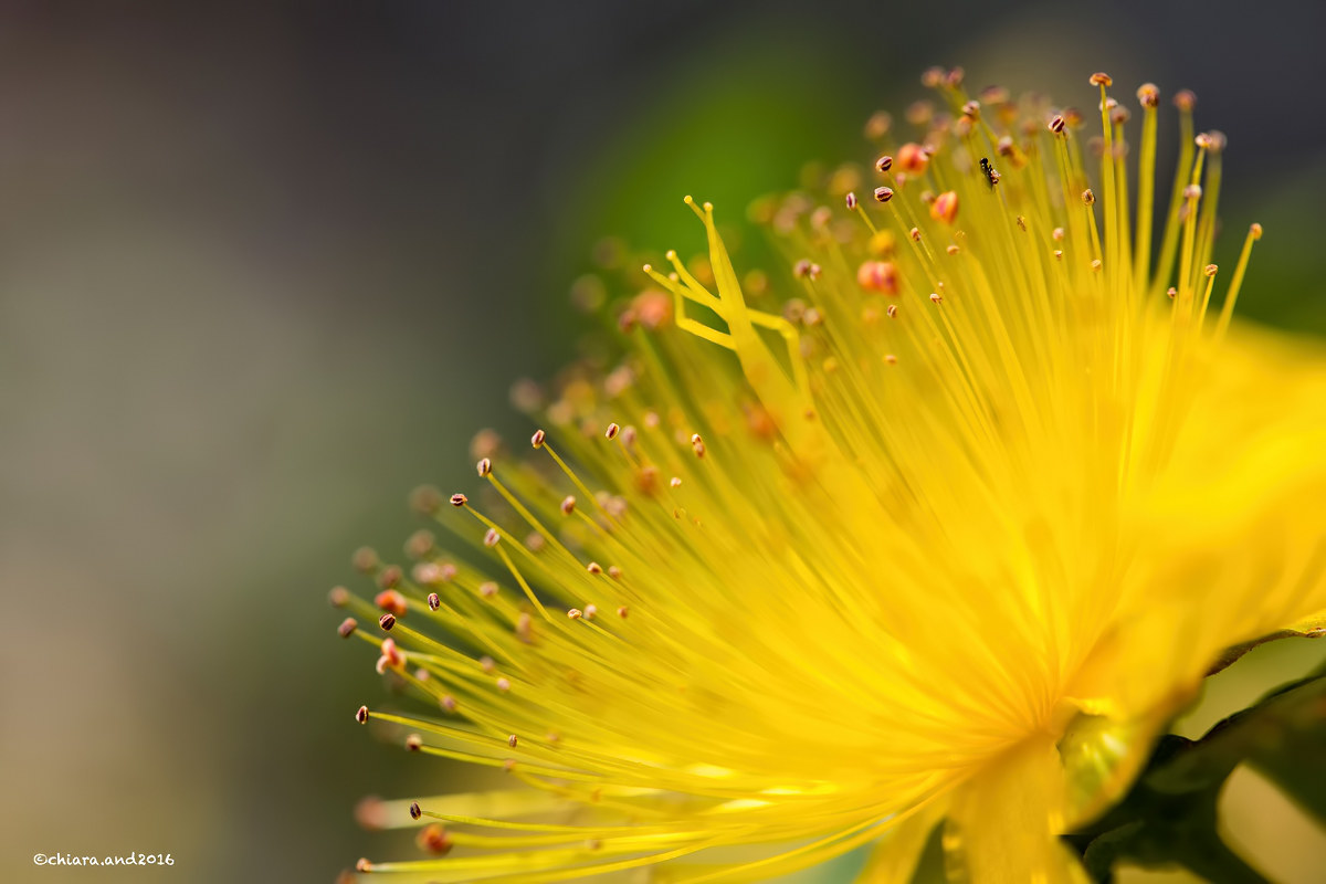 Il sole di luglio ...