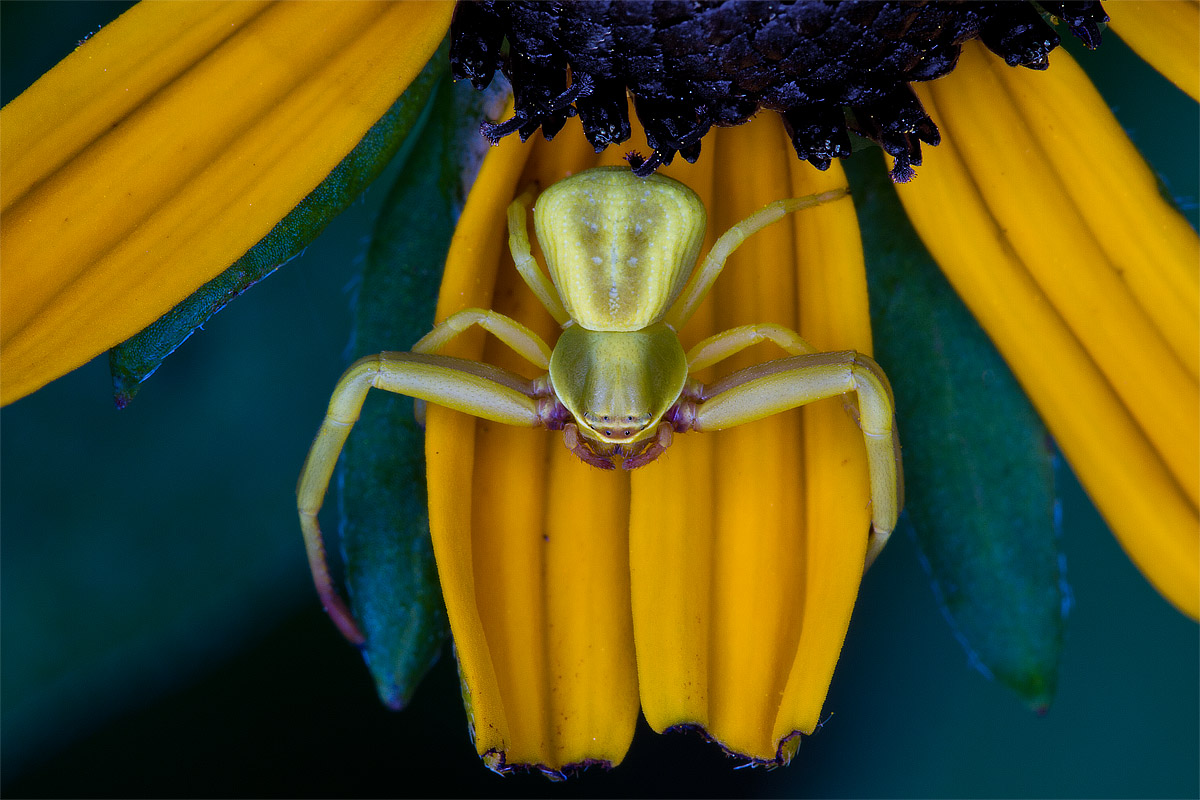 Crab Spider 2