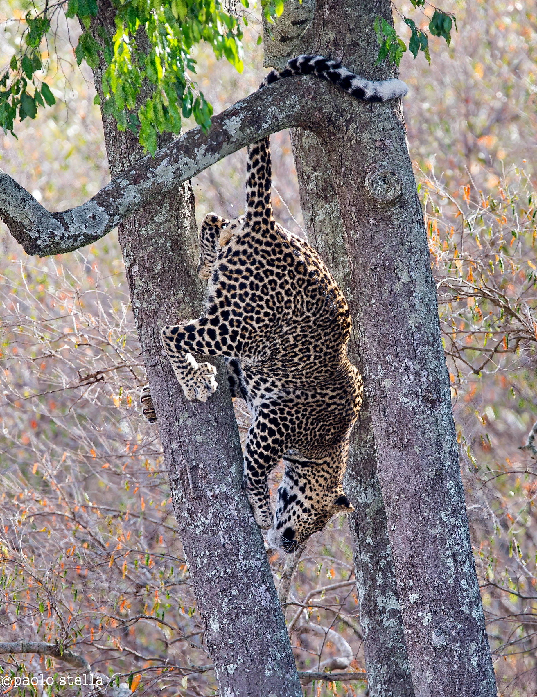 the descent of the leopard
