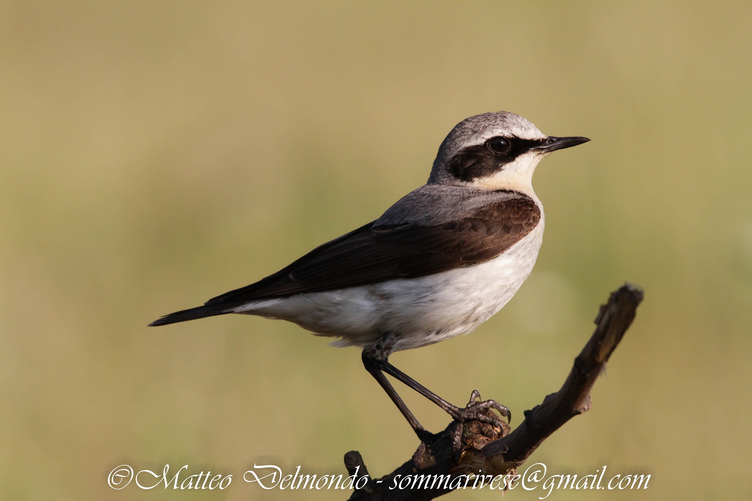 Wheatear