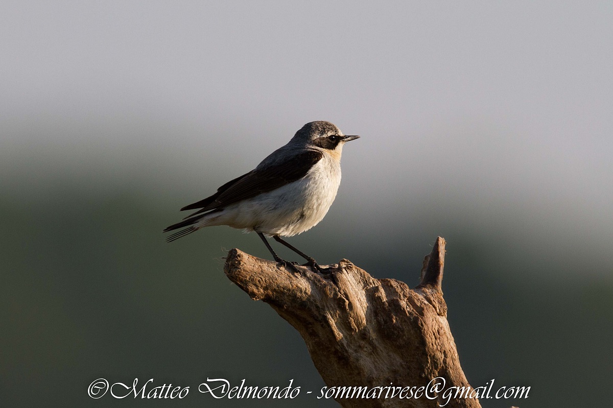 Wheatear young