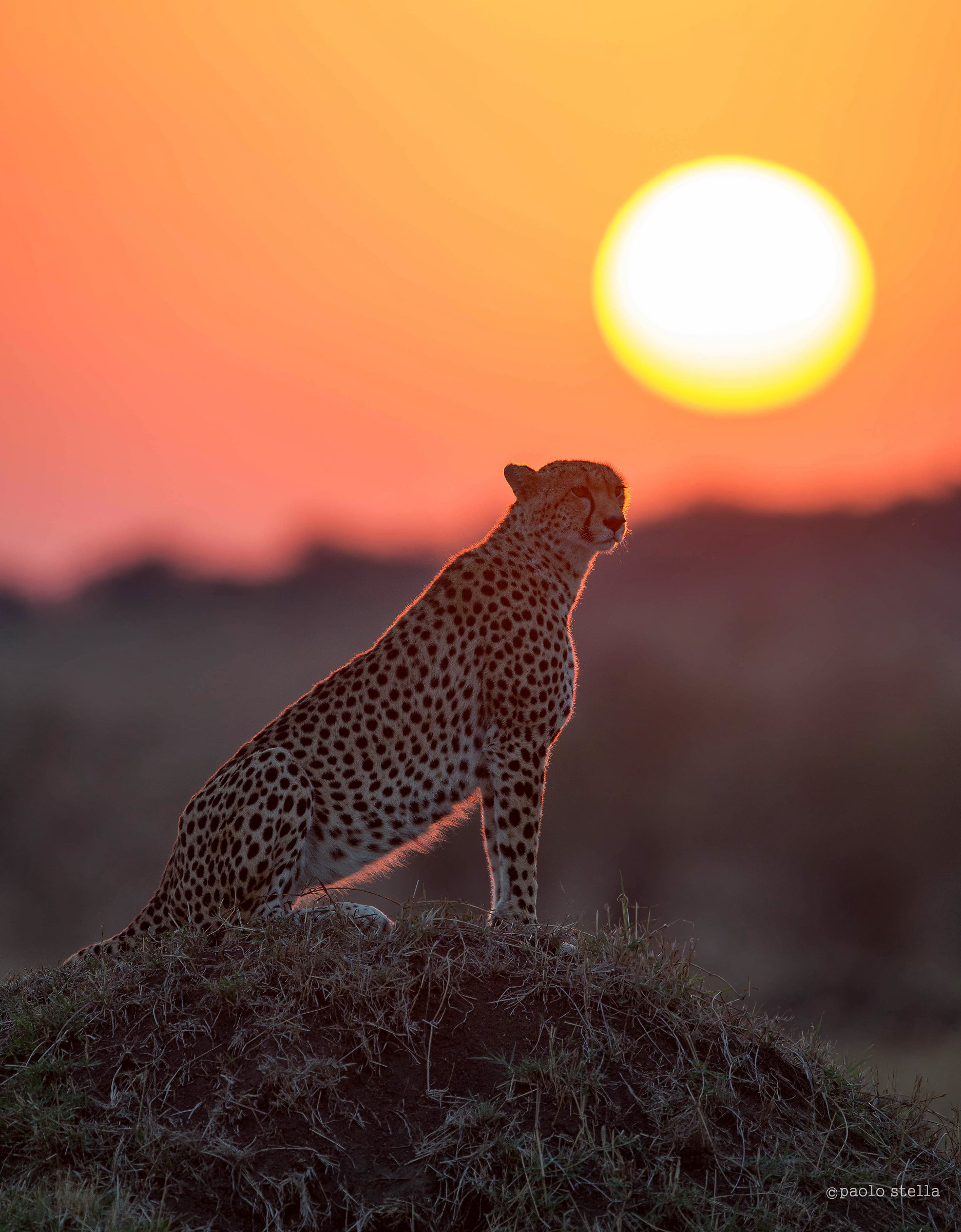 Sunset in the Mara