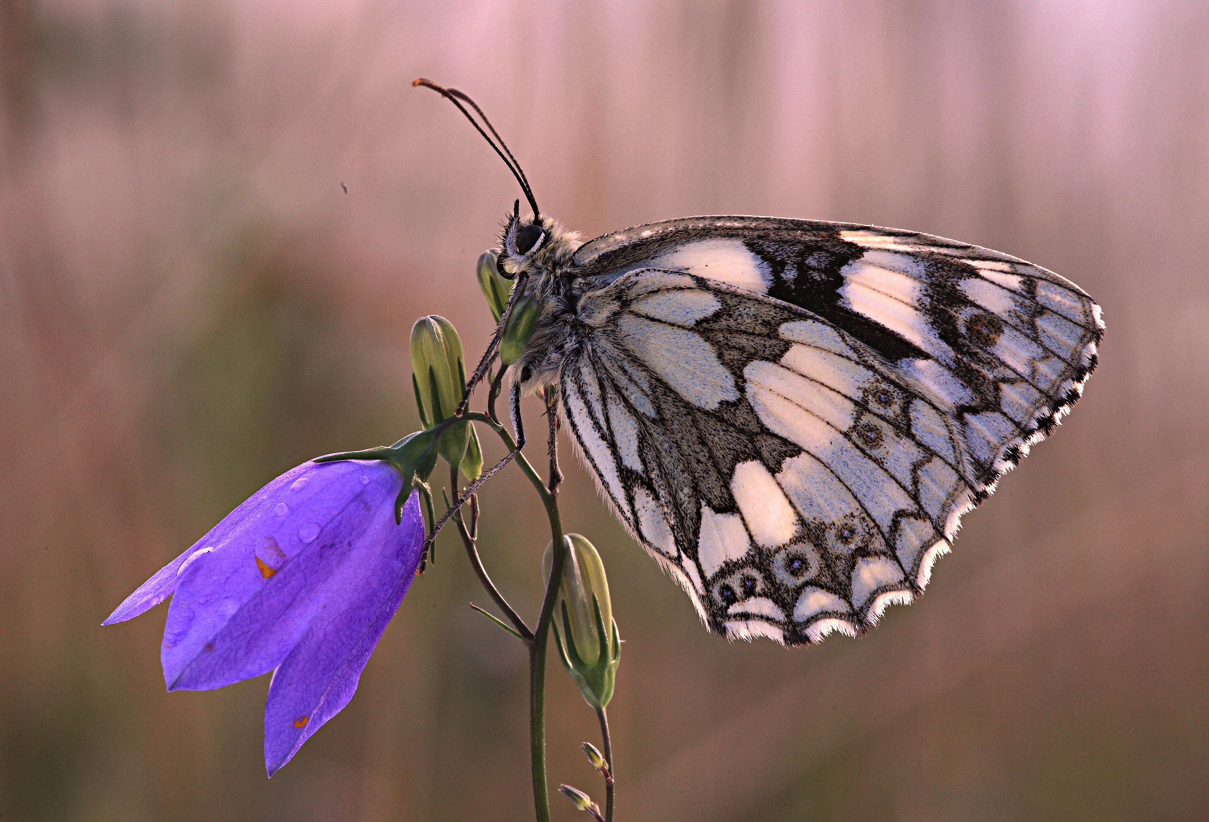 Melanargia galathea ( dawn))