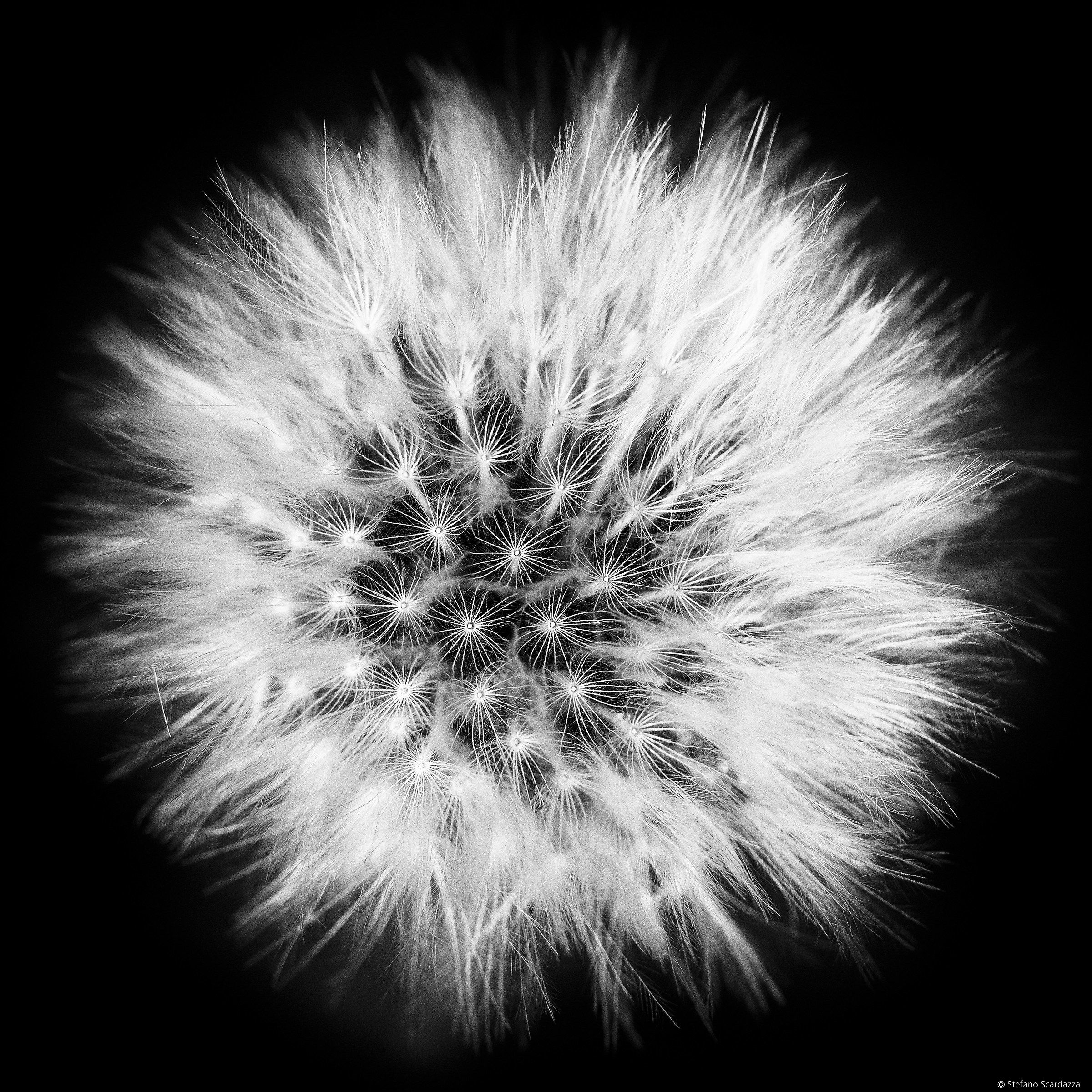 Taraxacum officinale: Overhead!