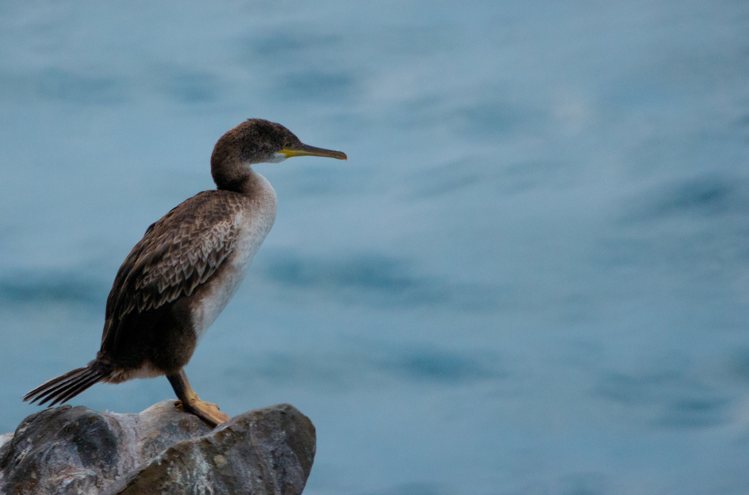 Mi butto o non mi butto?!!?!?