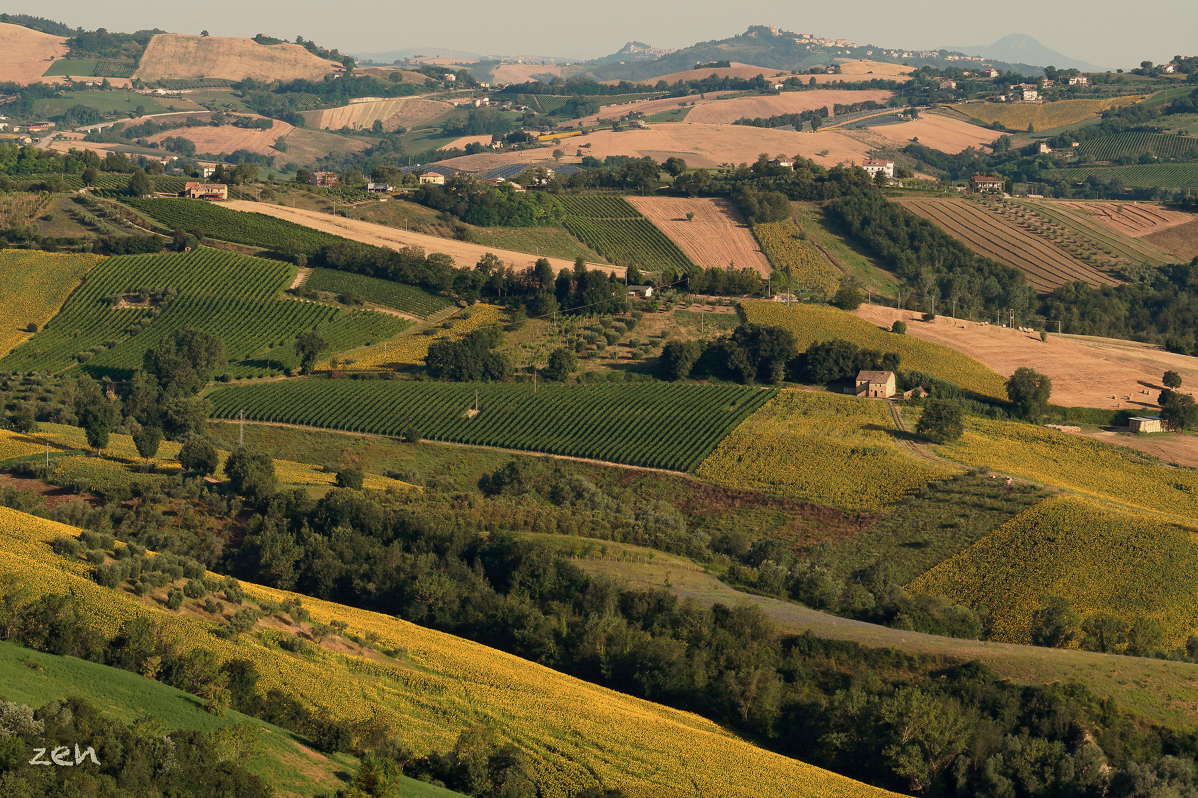 colline marchigiane..