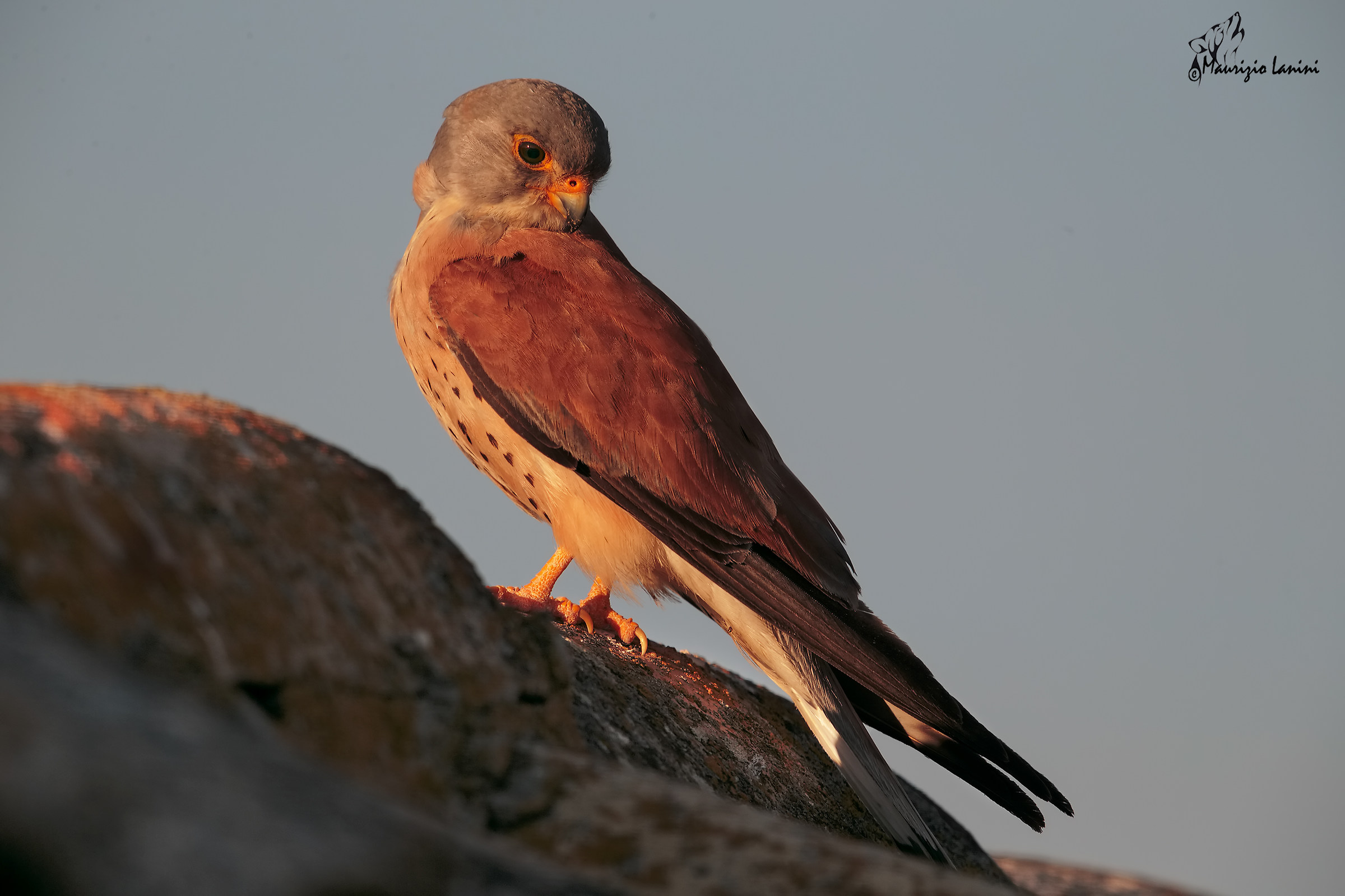 Lesser kestrel