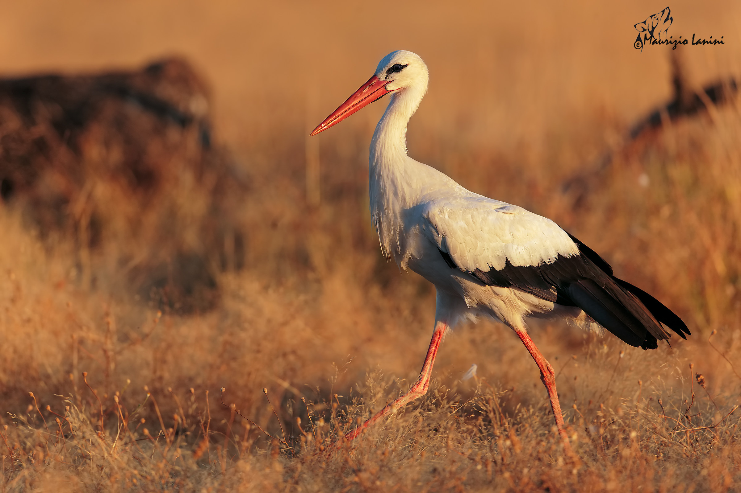 Dawn White Stork