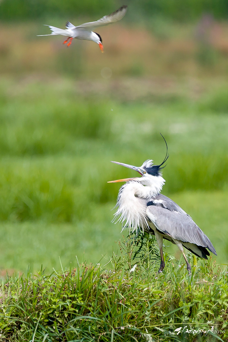 Attacco aereo all'invasore