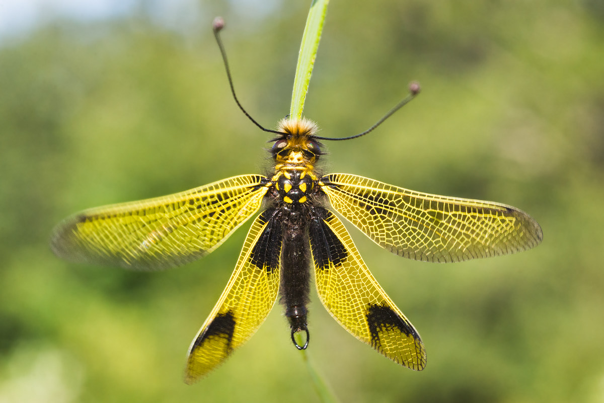 Libelloides coccajus