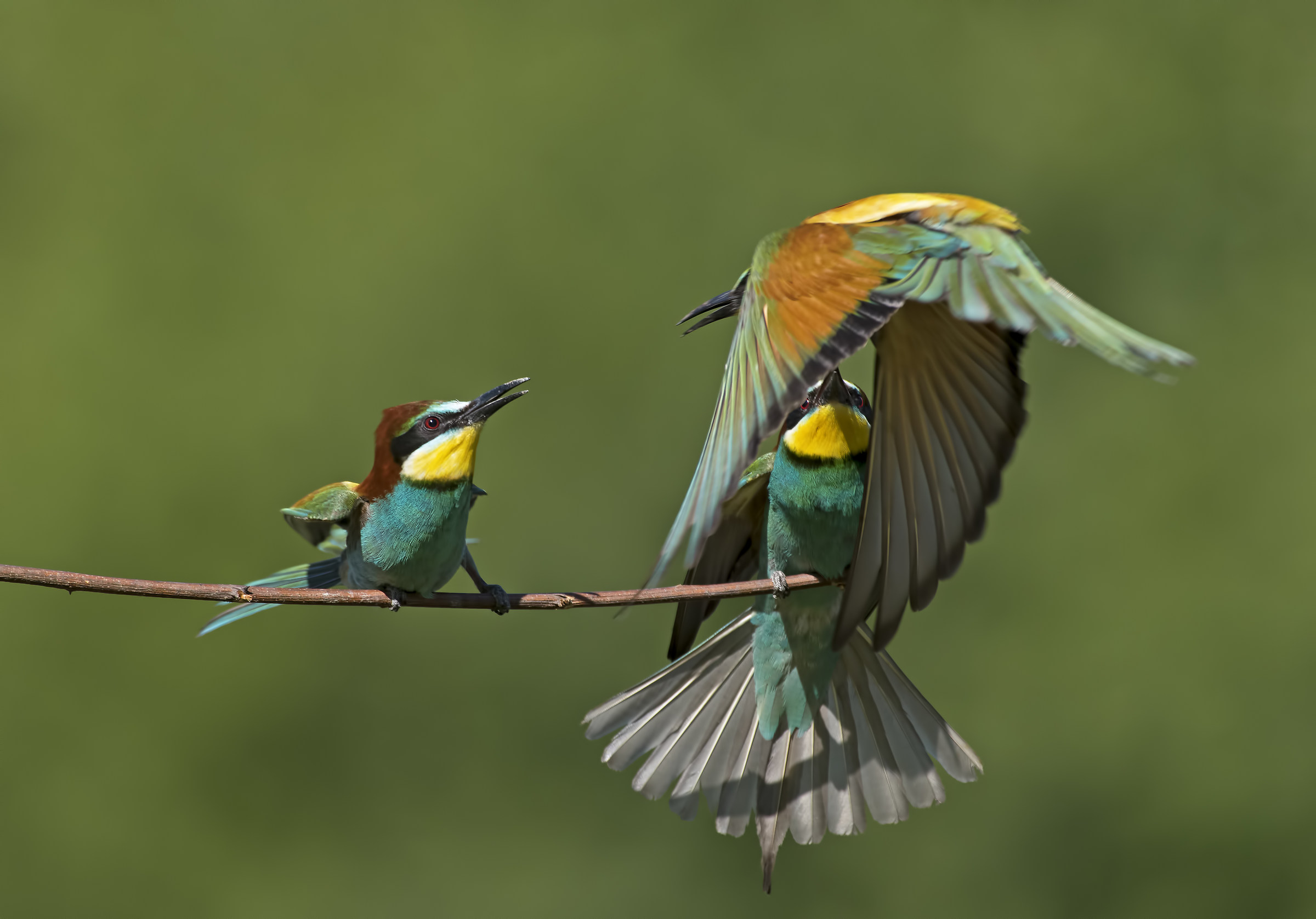 Go away from my branch!