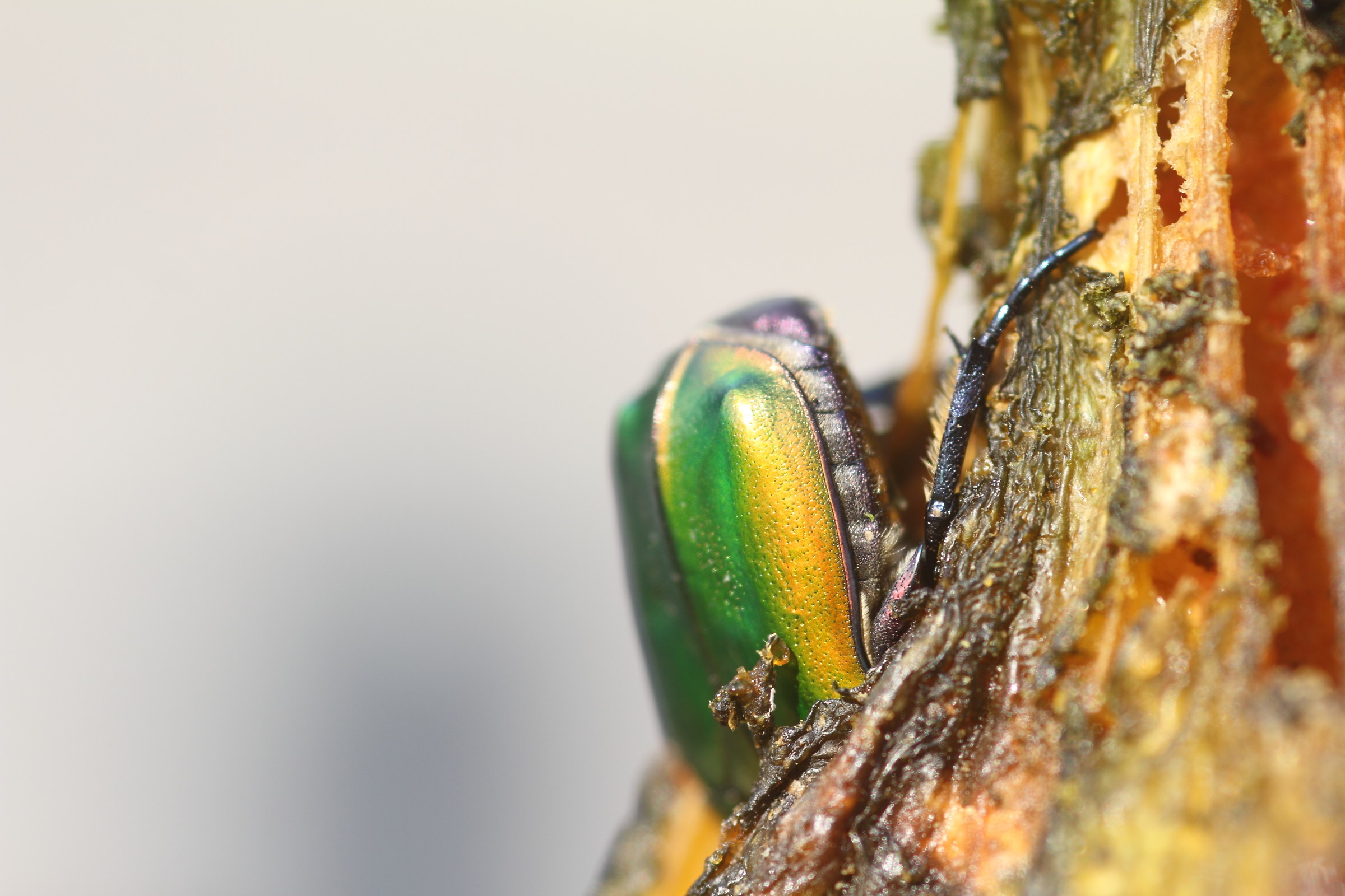 beetles in the garden