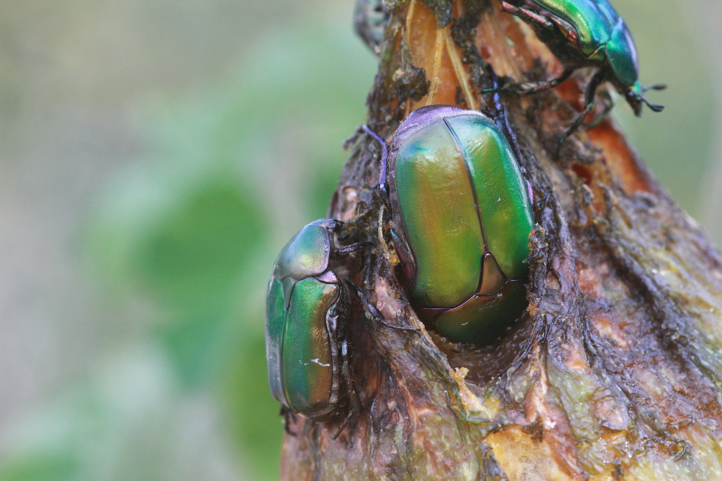 beetles in the garden