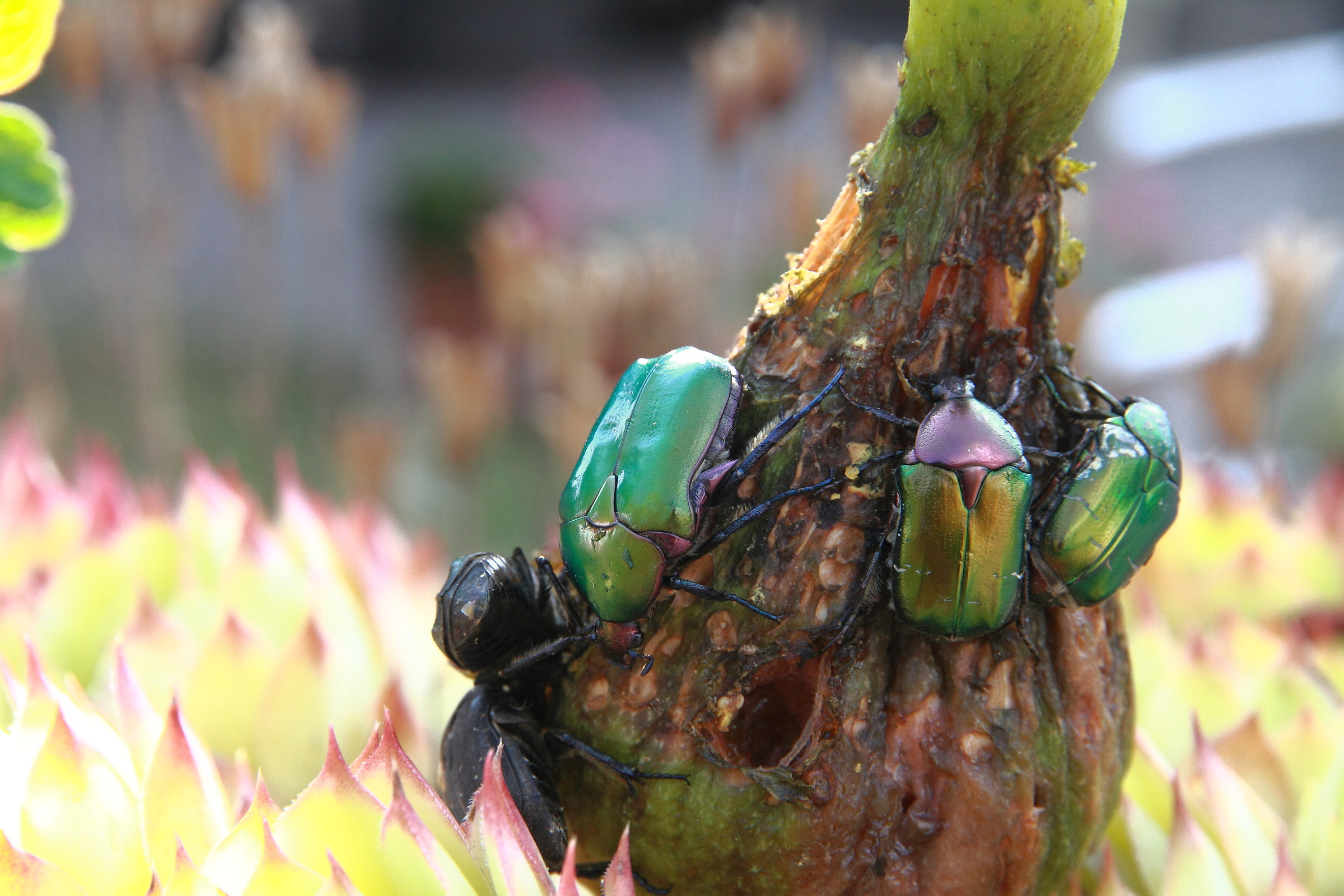 beetles in the garden