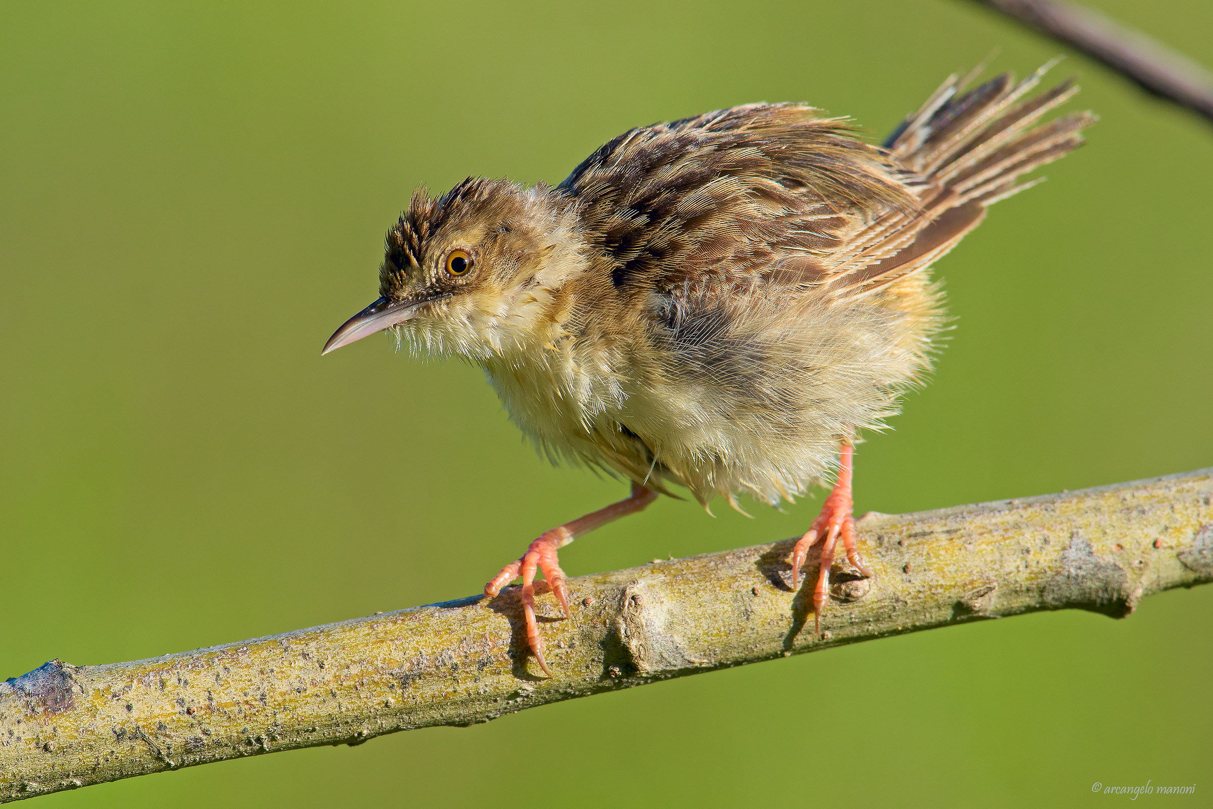 L'illusione di essere un gigante