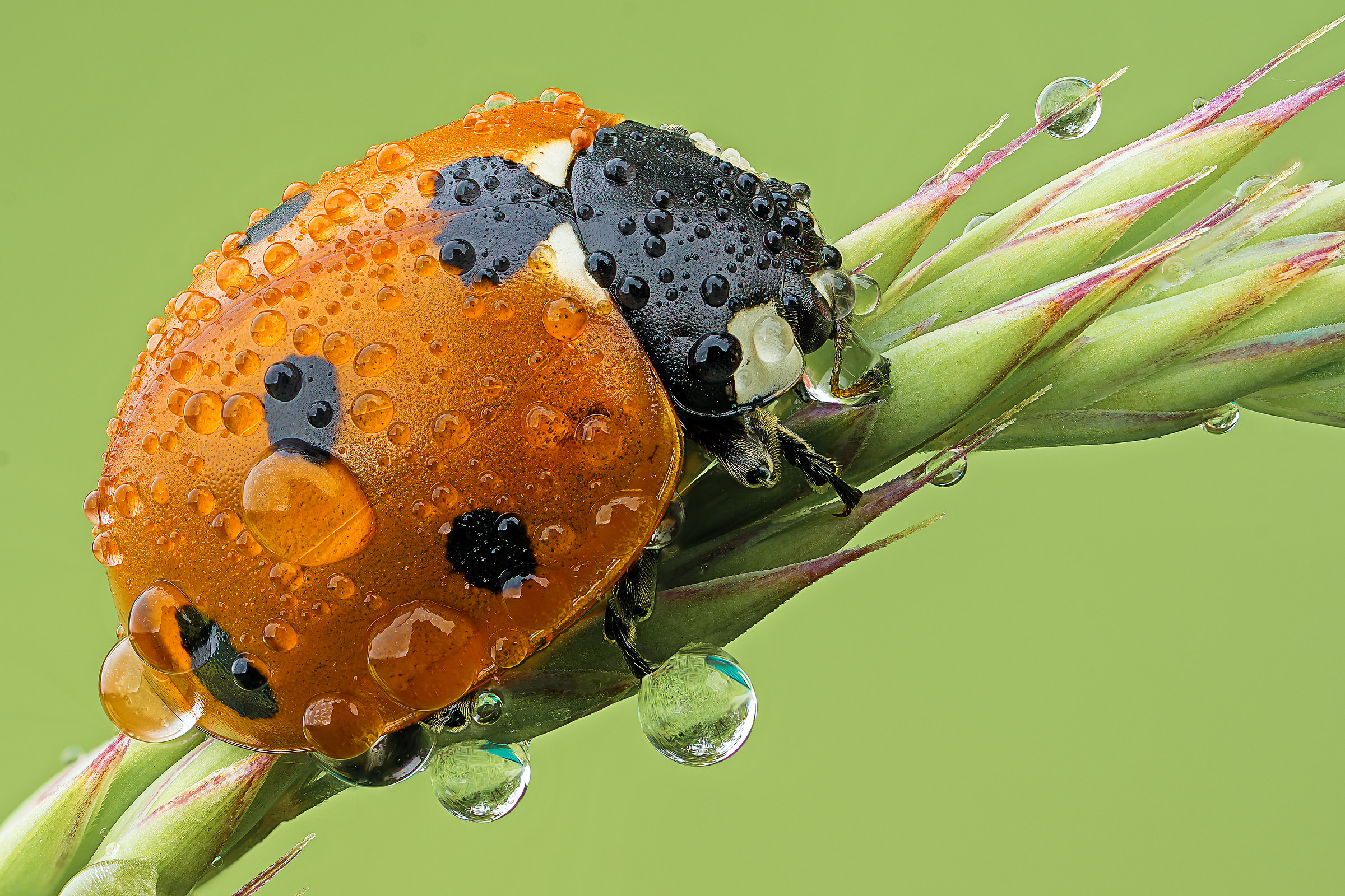 Coccinella septempunctata