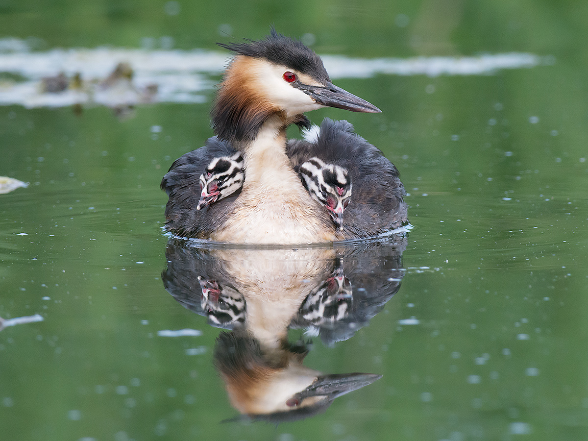 Grebe with small
