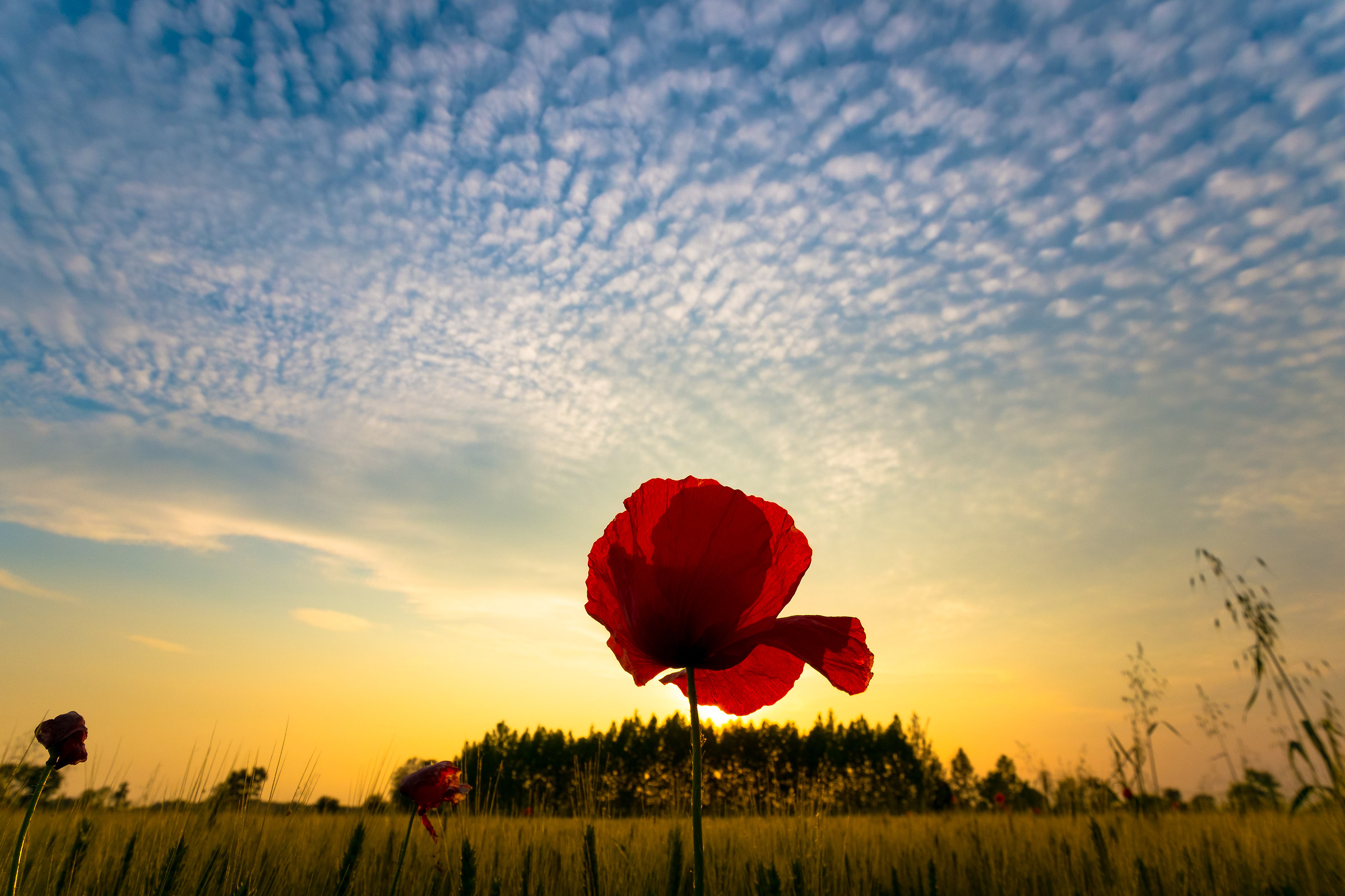 Ammirando in solitudine