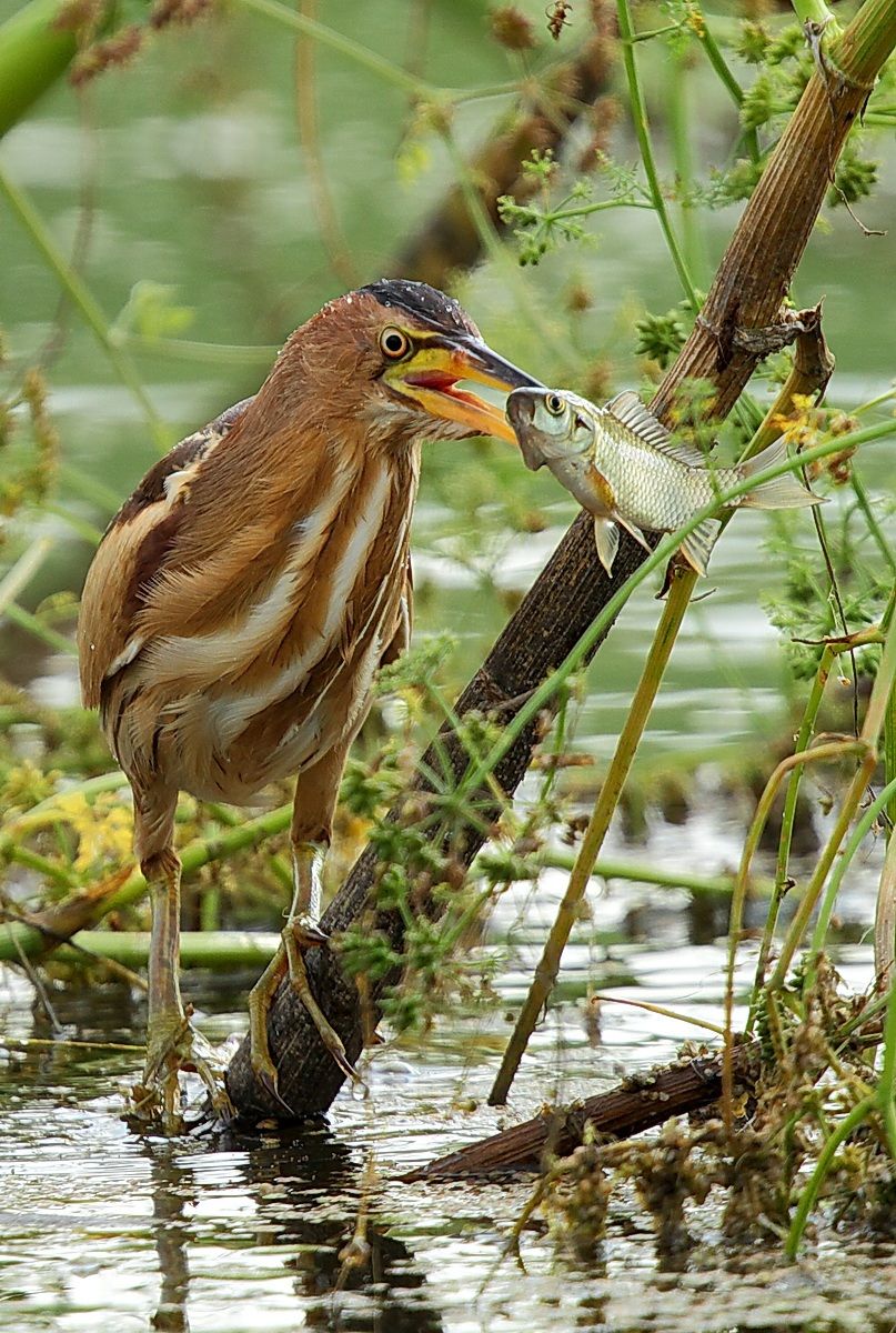 femmina tarabusino con preda