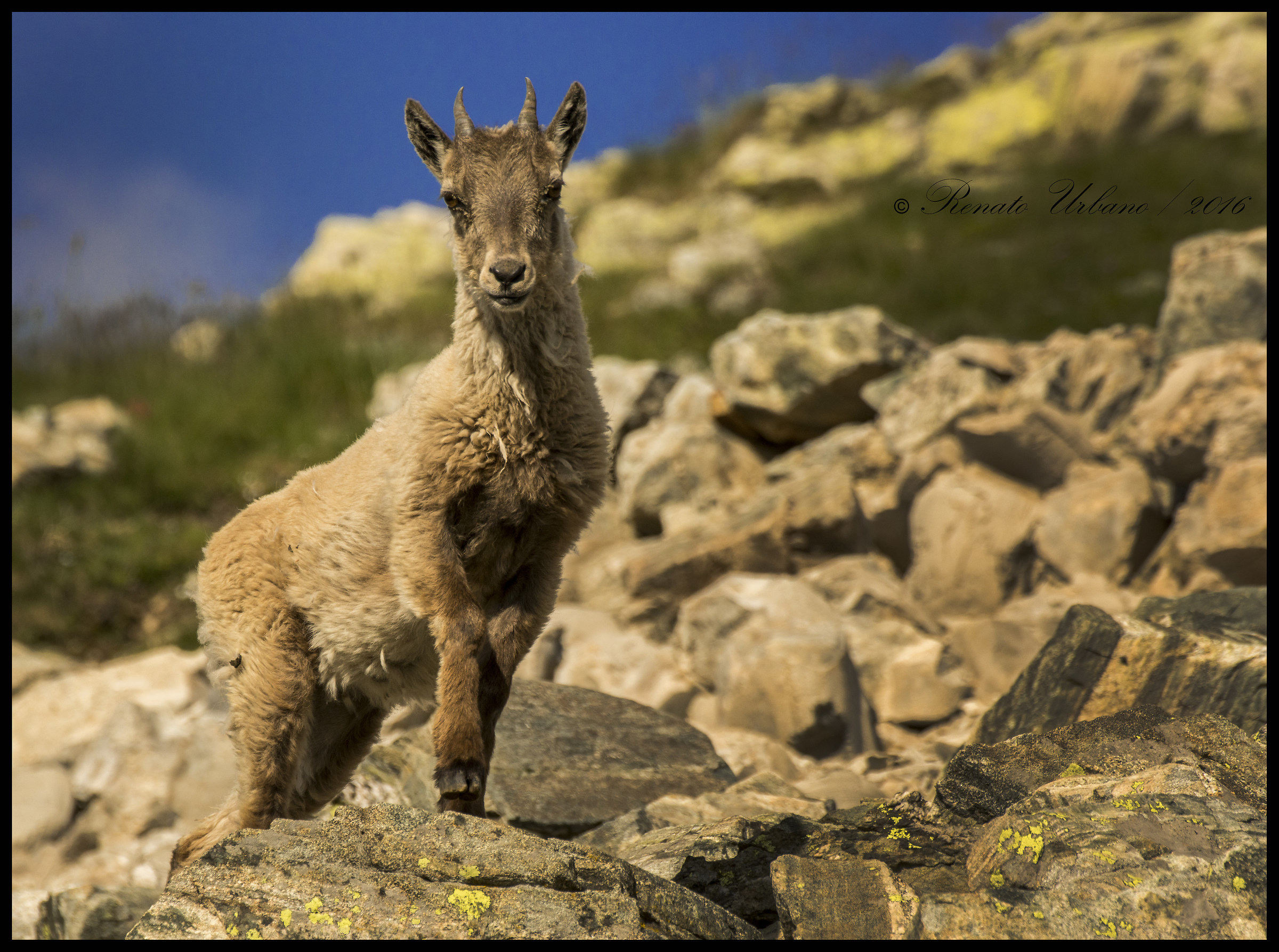 Little curious ibex