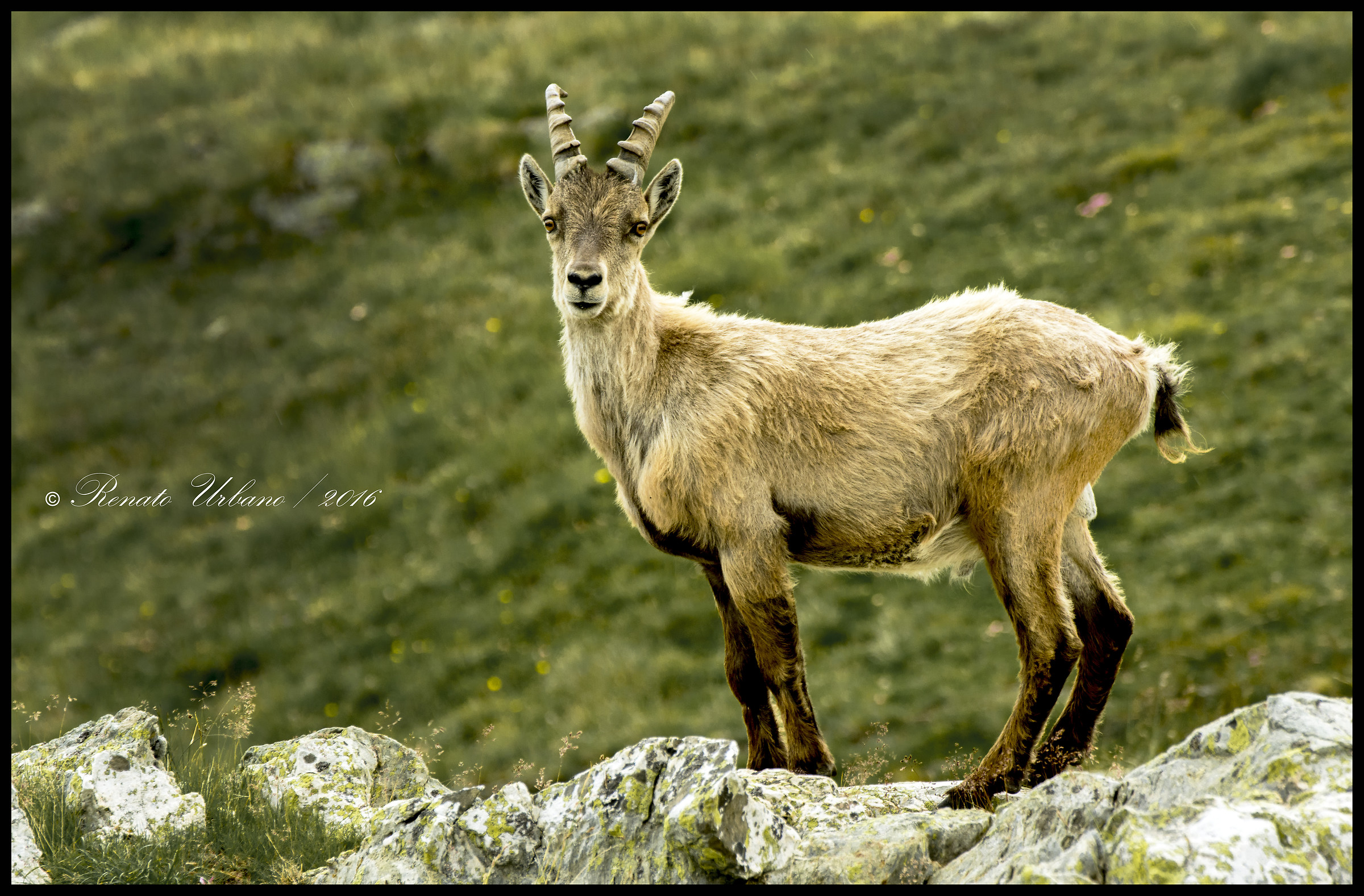 I watch you and you do not fear