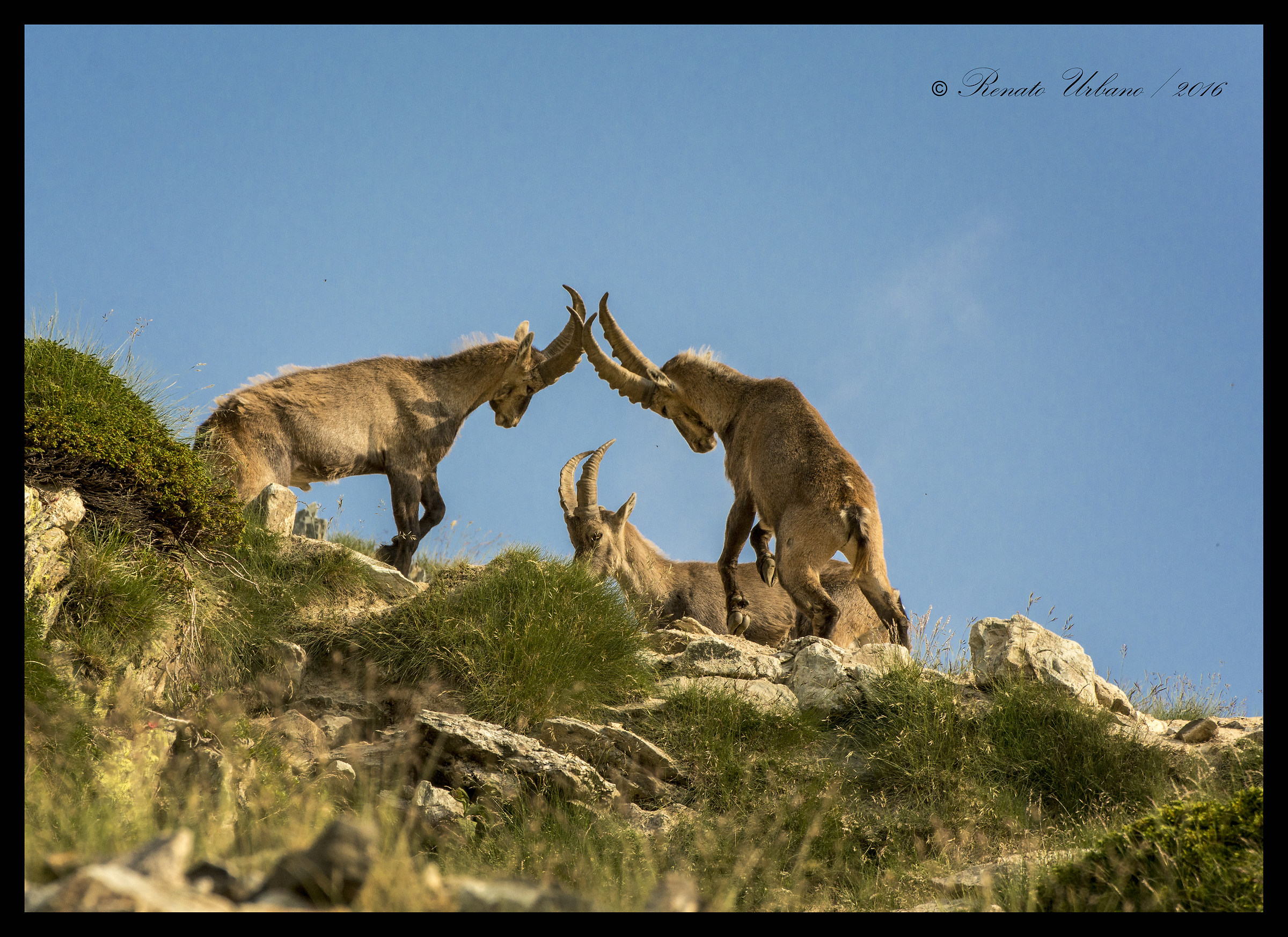 The game and the fight 2