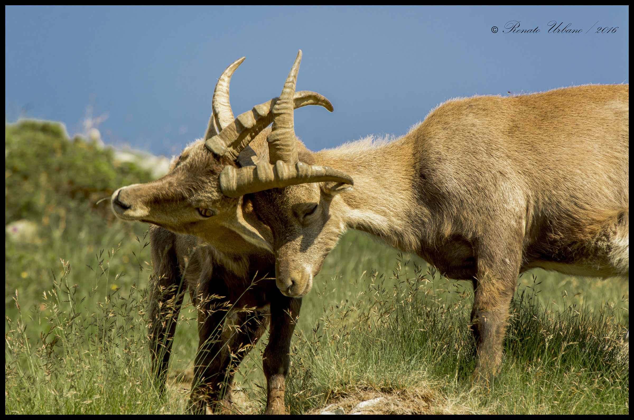 The game and the fight 1